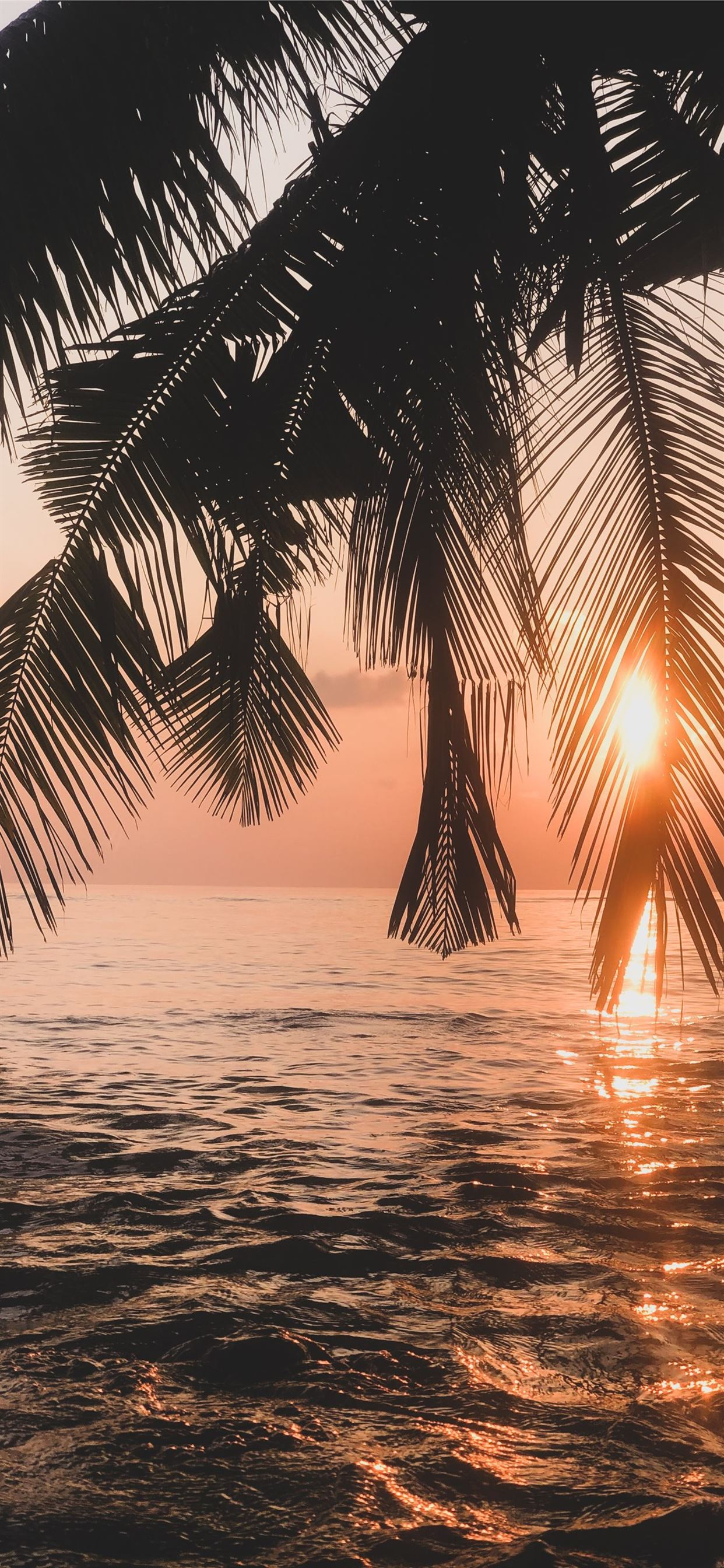 1242x2688 palm tree near body of water during sunset iPhone Wallpapers Free Download