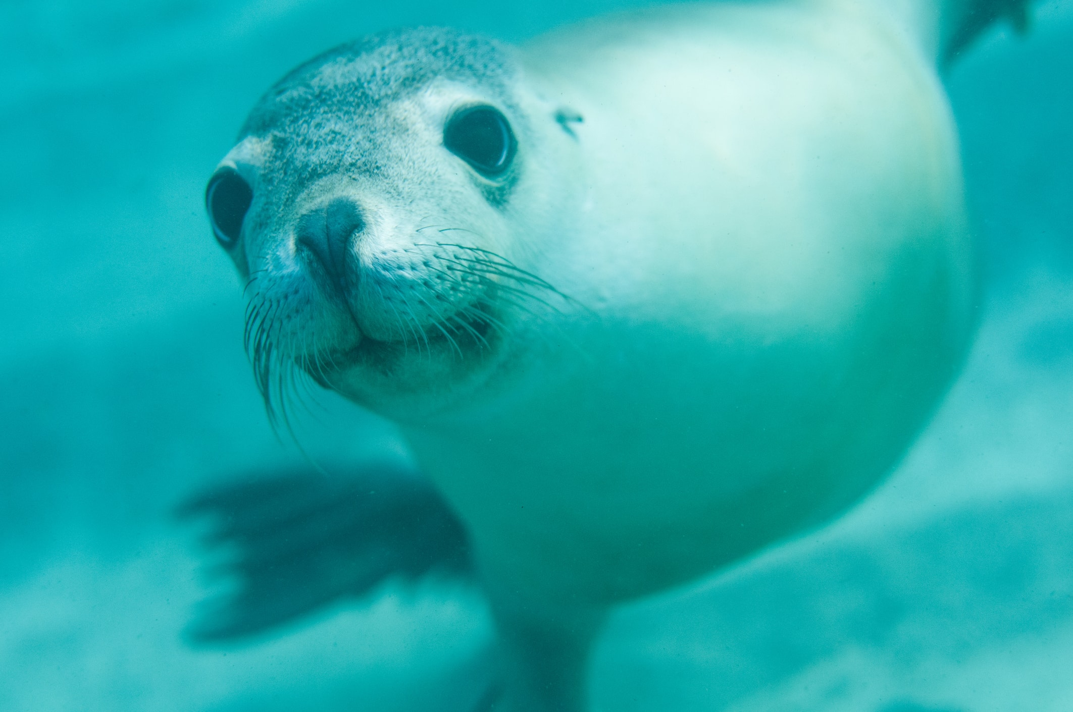 2125x1411 Seals and Sea Lions Humane Society International (HSI