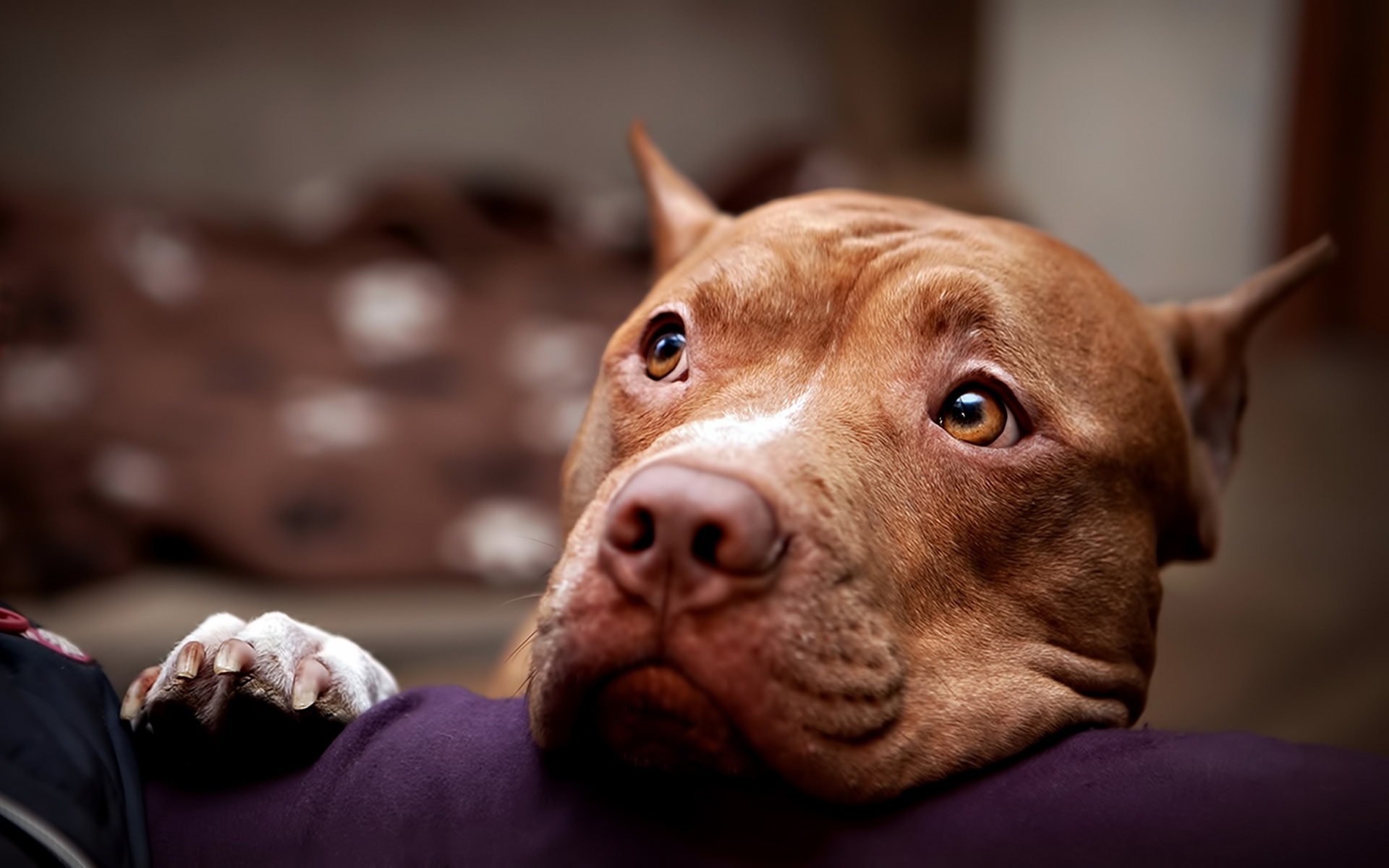 1920x1200 Wallpaper : pitbull, dog, face, eyes, sadness CoolWallpapers 645299 HD Wallpapers