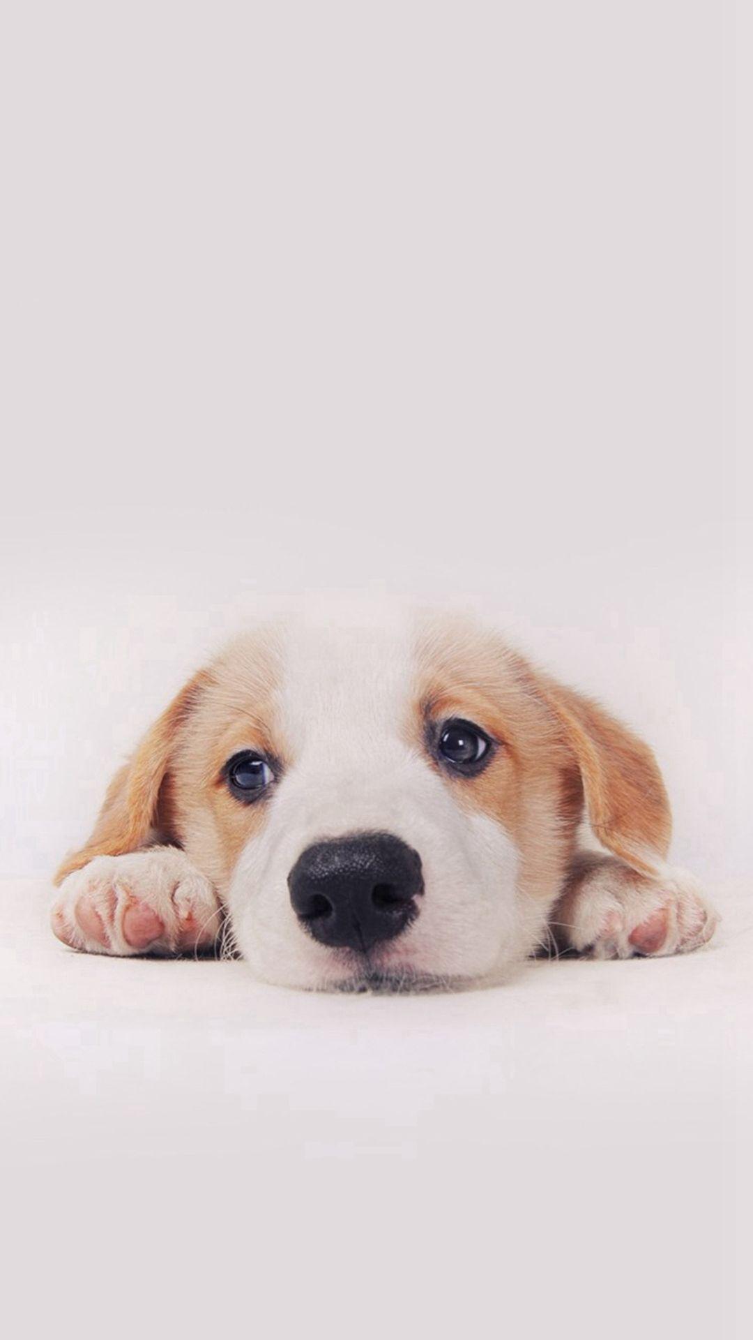 1080x1920 Cute Puppy iPhone Wallpapers Top Free Cute Puppy iPhone Backgrounds
