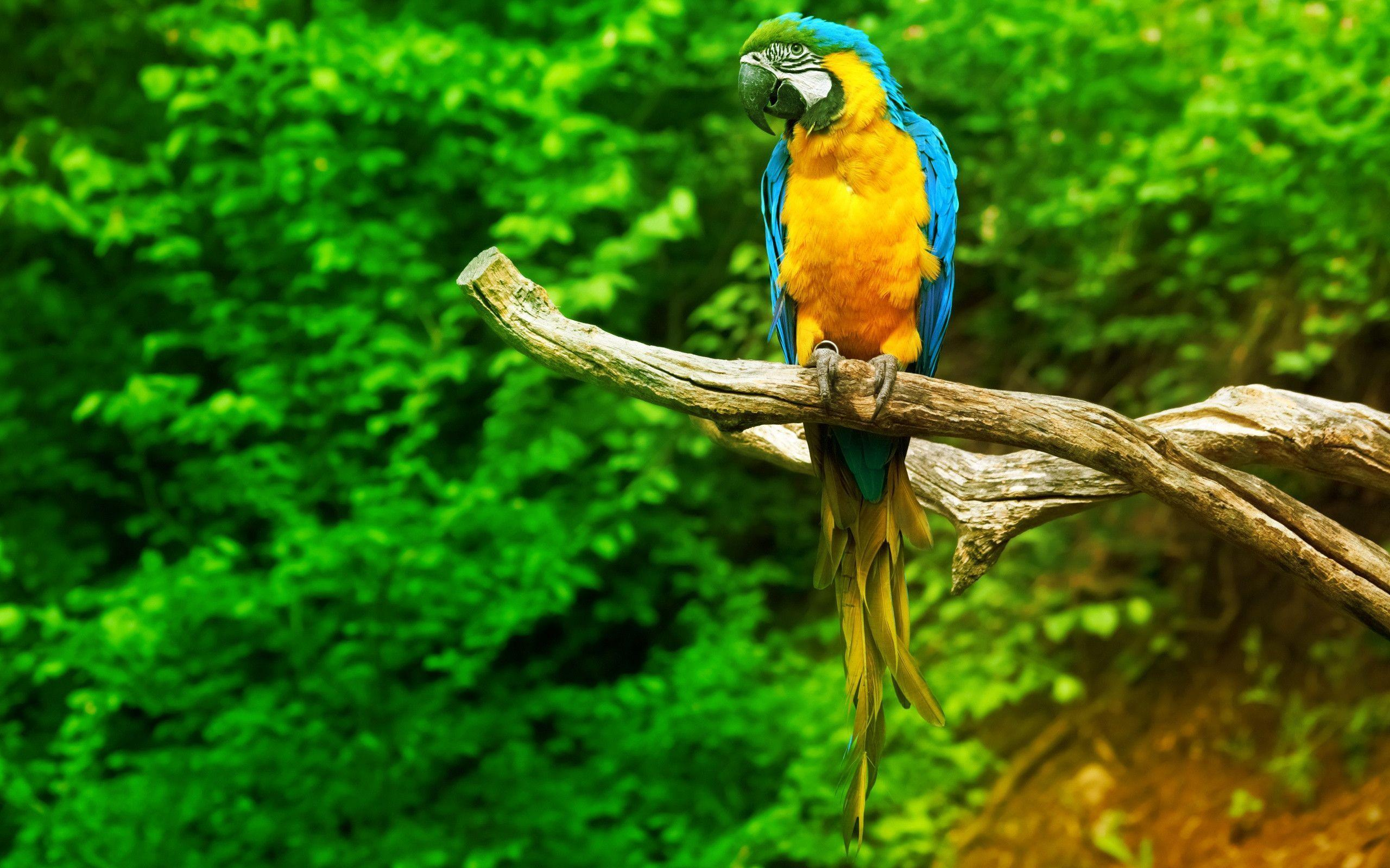 2560x1600 Macaw Parrot Wallpapers
