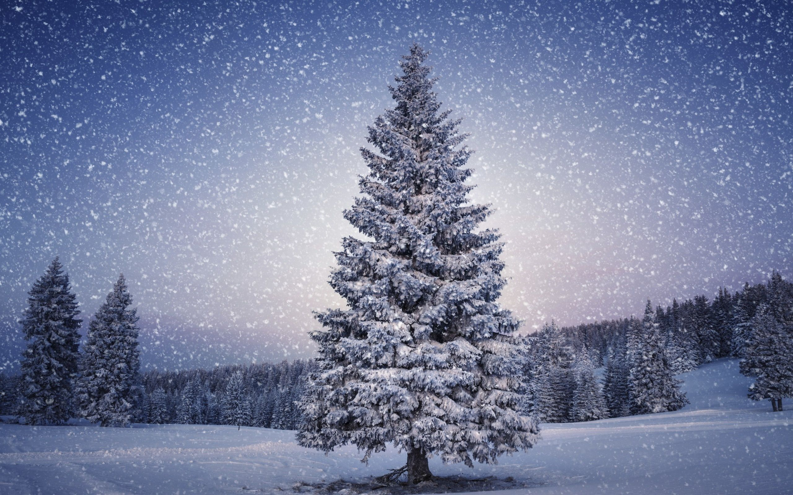 2560x1600 Snowy Trees Wallpapers Top Free Snowy Trees Backgrounds