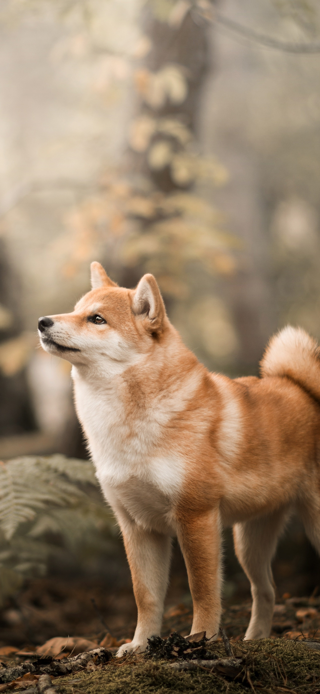 1125x2436 Download shiba inu, confident, dog, outdoor wallpaper, iphone x, hd image, background, 5335