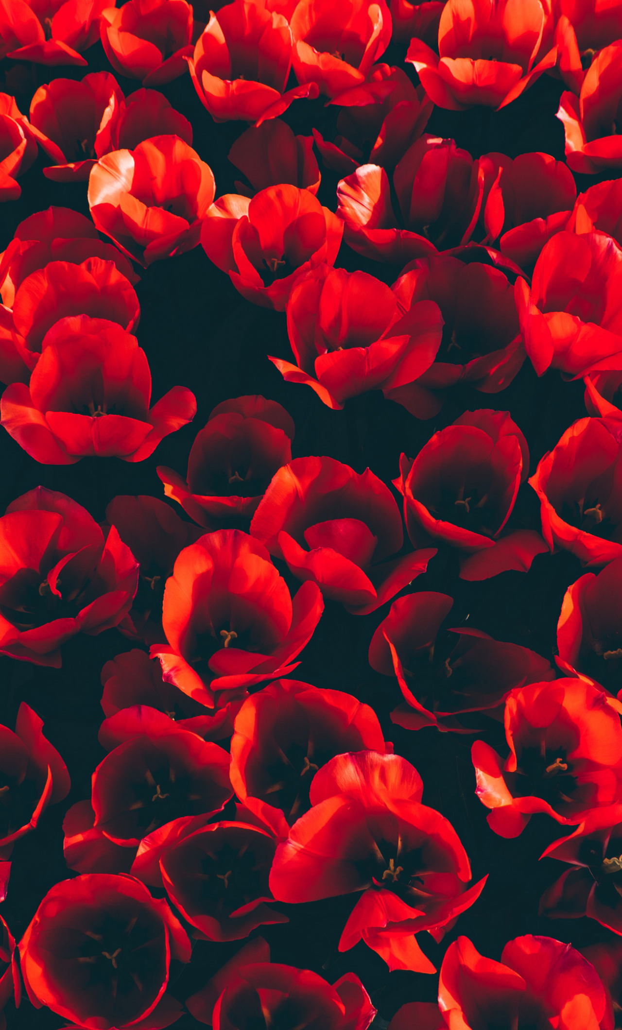 1280x2120 Download decoration, red tulips, flowers wallpaper, iphone 6 plus, hd image, background, 15039
