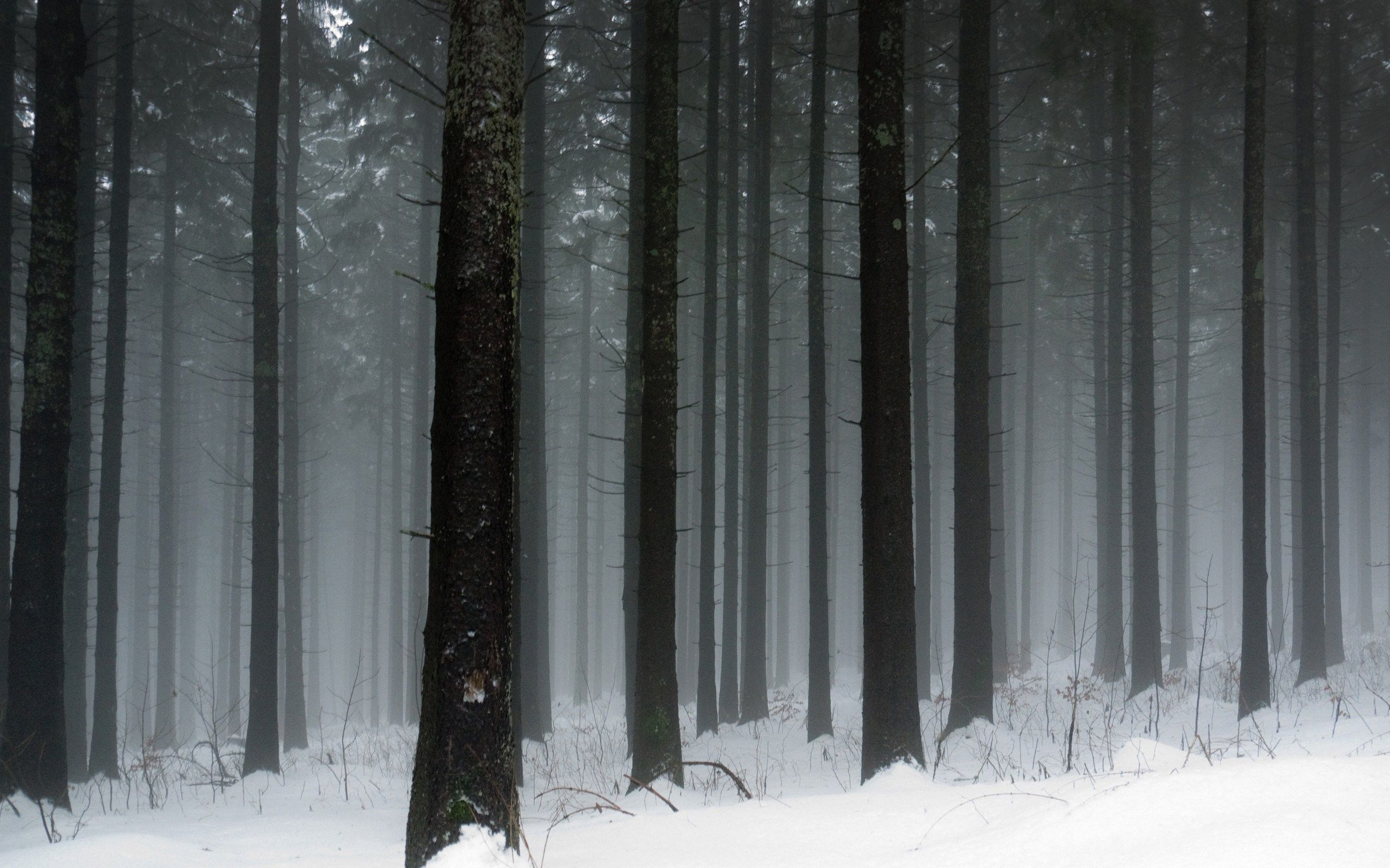 2560x1600 Dark Winter Forest Wallpapers Top Free Dark Winter Forest Backgrounds
