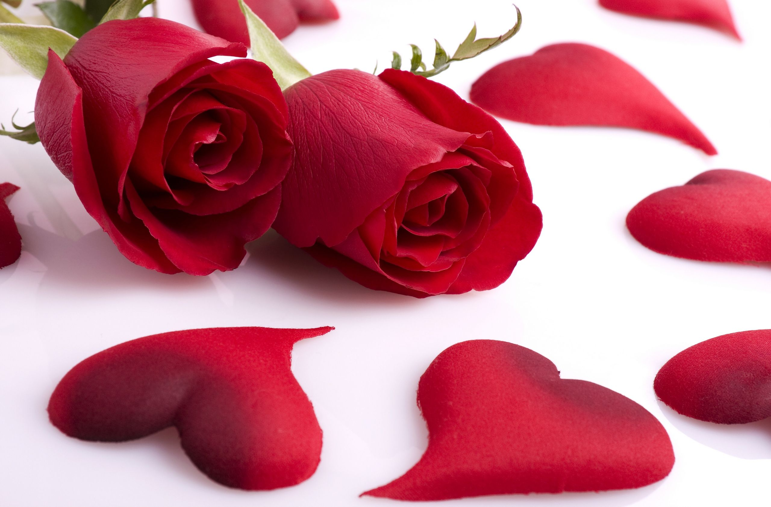 2560x1684 Red Roses | Red rose love, Red roses wallpaper, Love rose images