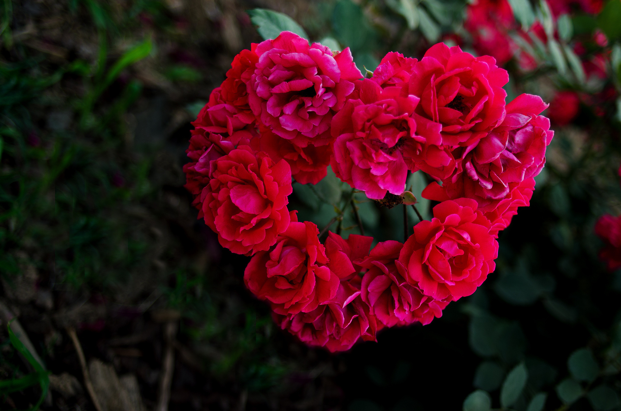 2048x1356 Wallpaper : love, red, pink, flower, flora, branches, hearts, petal, land plant, flowering plant, macro photography, garden roses, rose family, floribunda CoolWallpapers 578703 HD Wallpapers