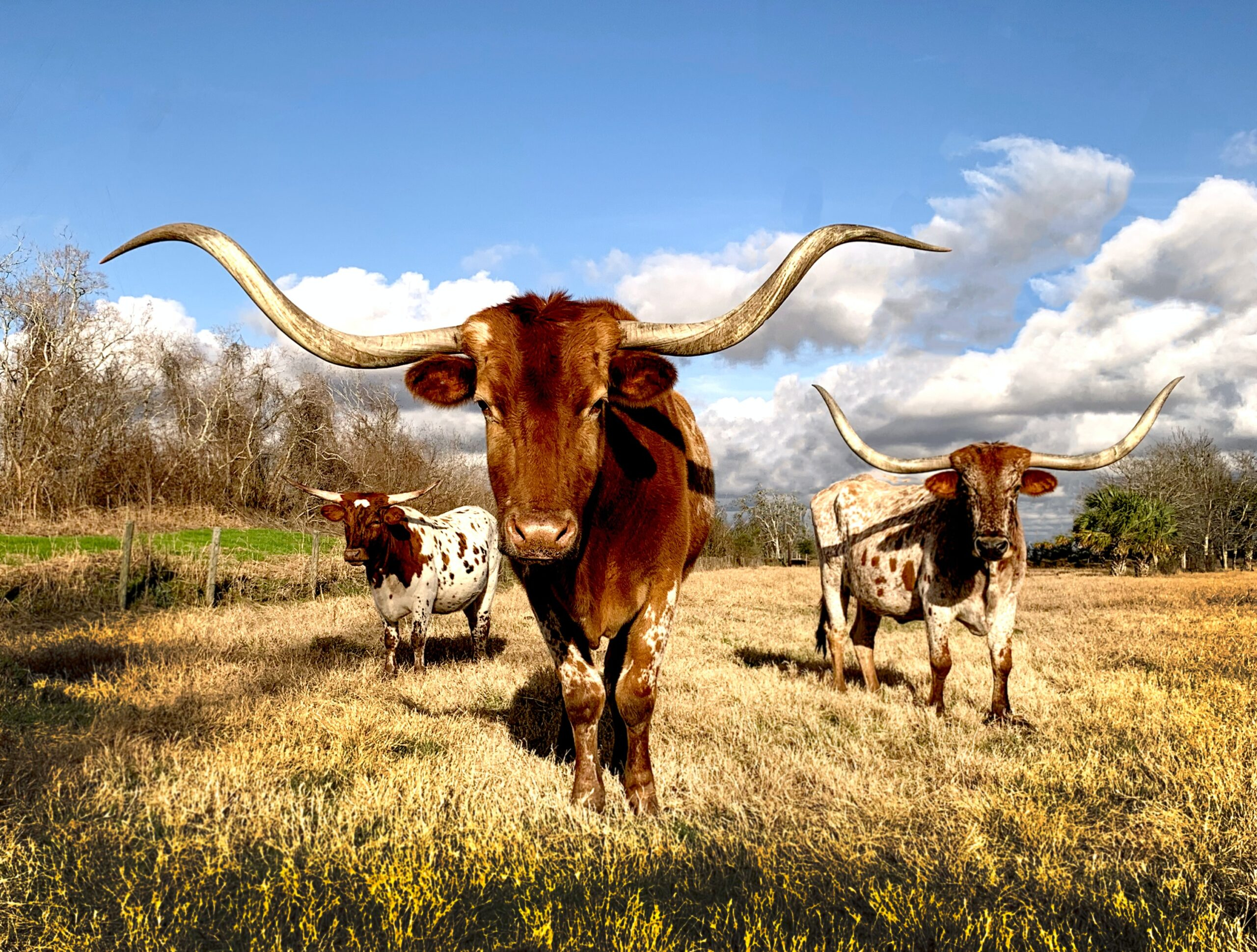 2560x1939 How to Find Ranches for Sale in Texas: A Guide | Lakwatser