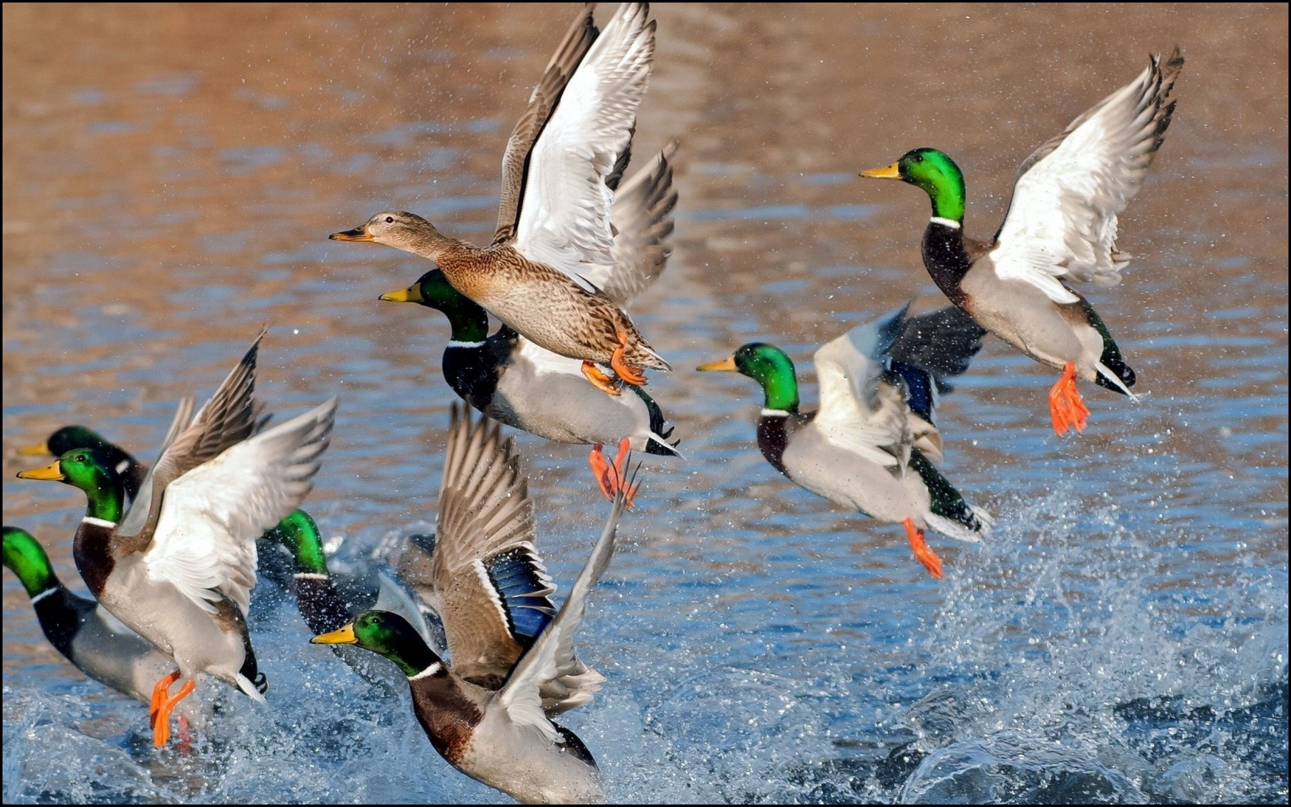 2560x1600 Waterfowl Wallpaper (53+ pictures