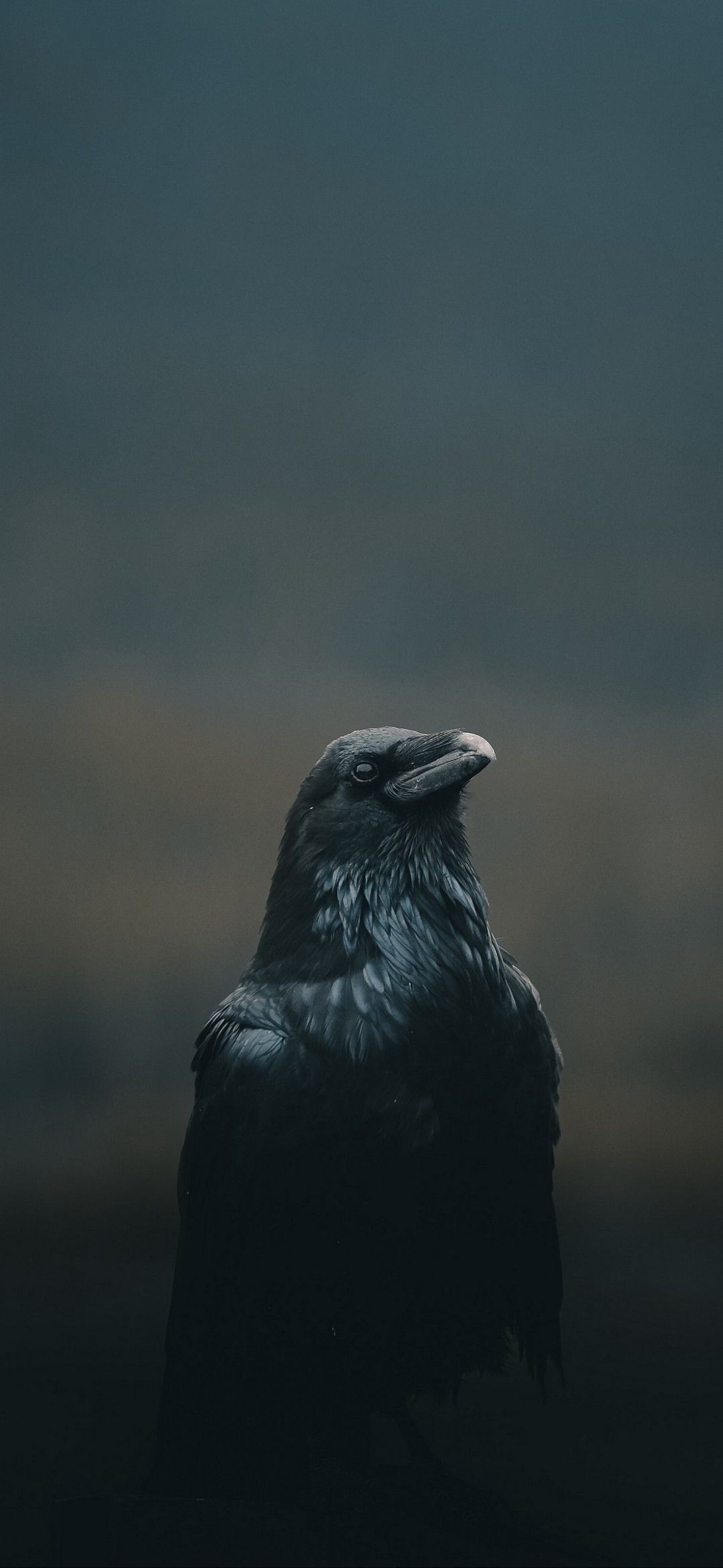1080x2340 Raven iPhone Wallpapers Top Free Raven iPhone Backgrounds