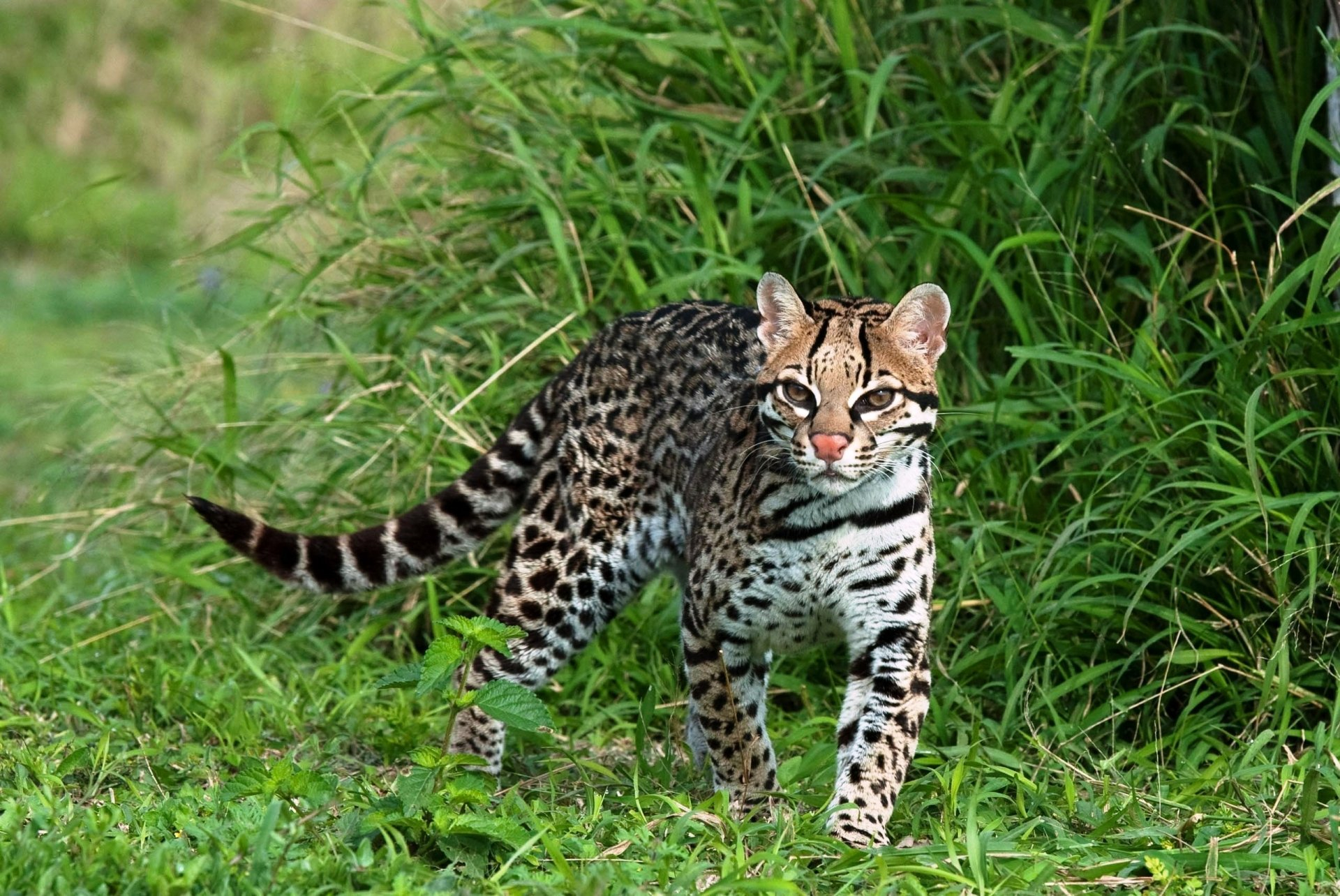 1920x1284 20+ Ocelot HD Wallpapers and Backgrounds