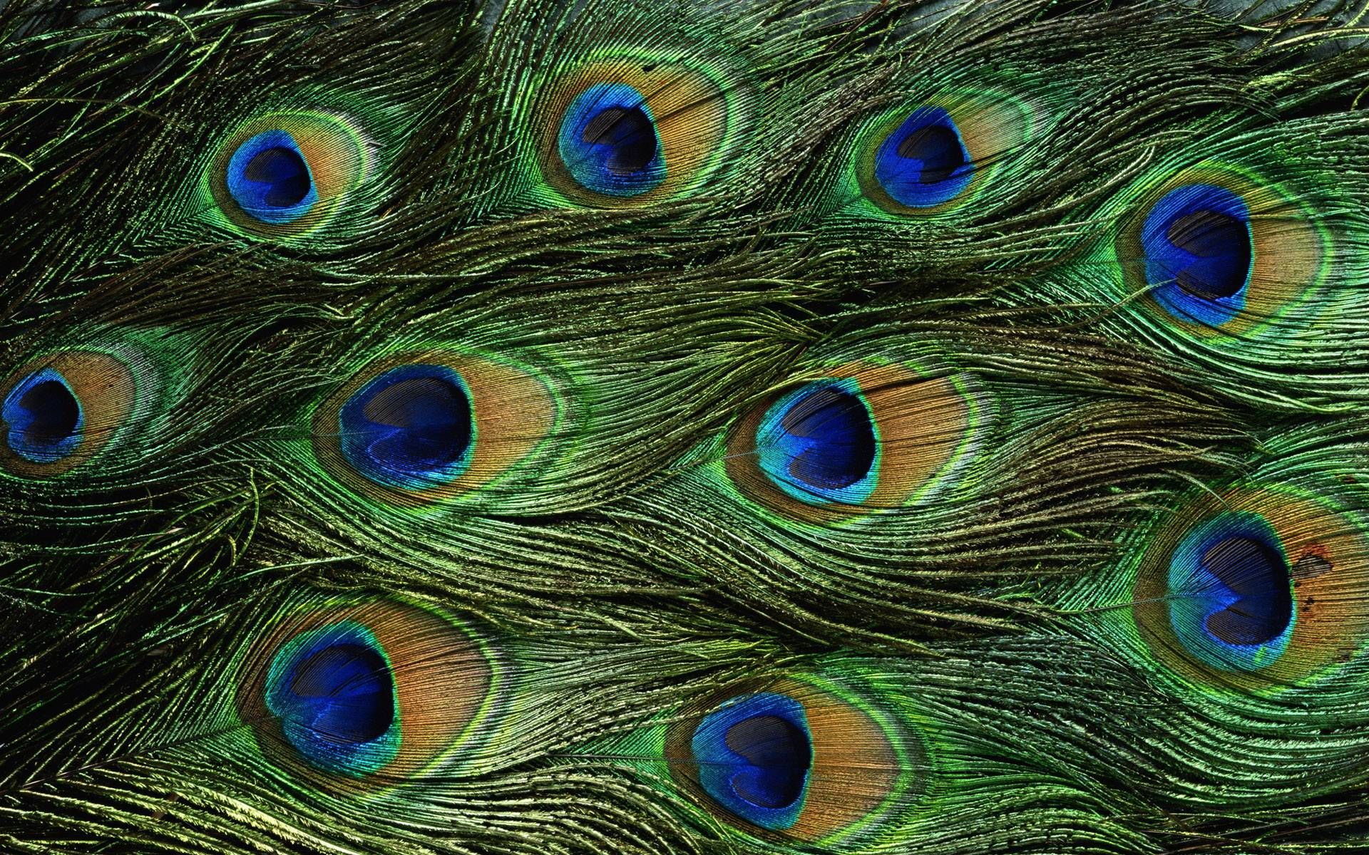 1920x1200 Wallpapers Of Peacock Feathers HD 2015 | Feather wallpaper, Feather background, Peacock wallpaper