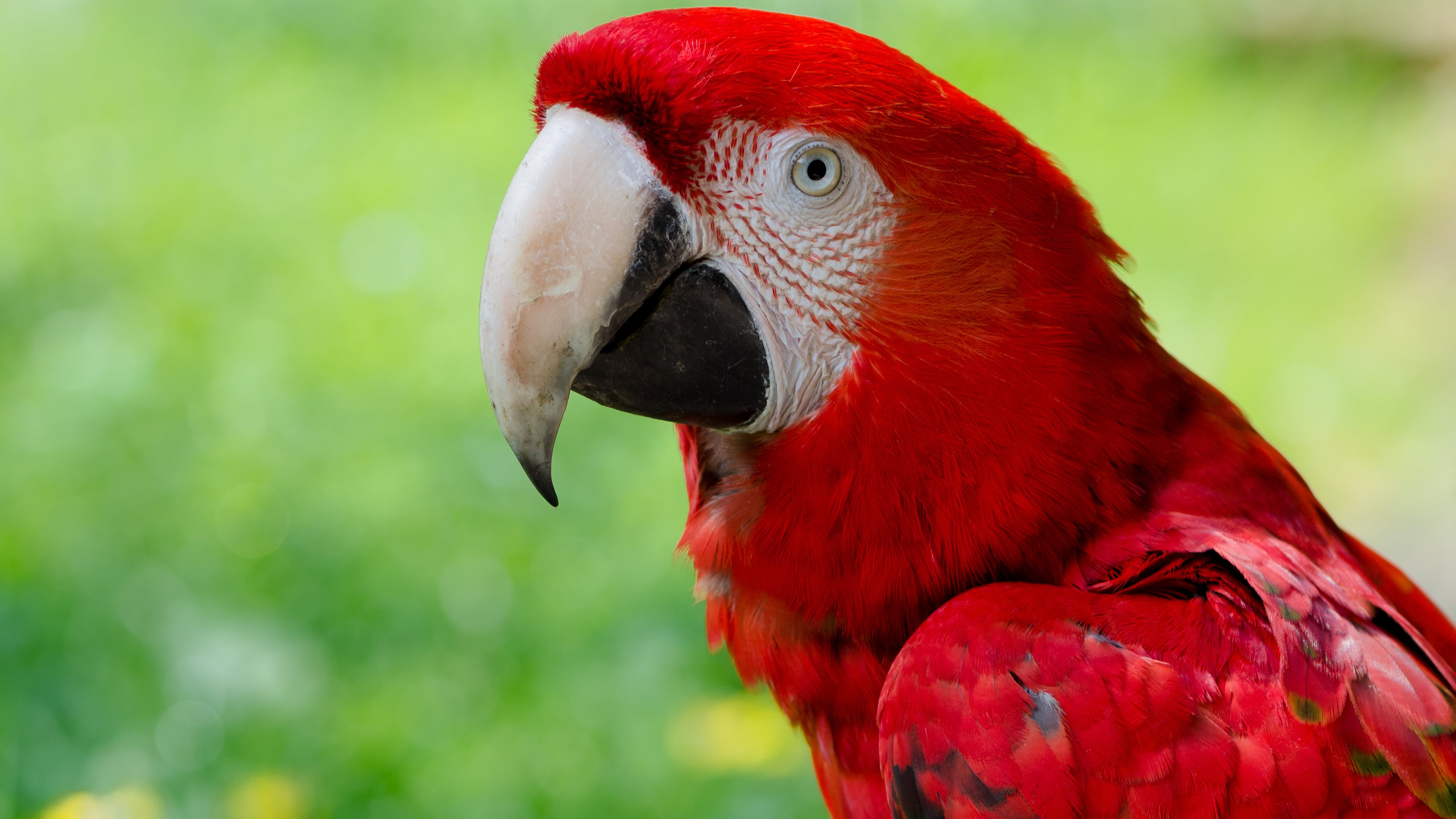 3840x2160 250+ Parrot HD Wallpapers and Backgrounds