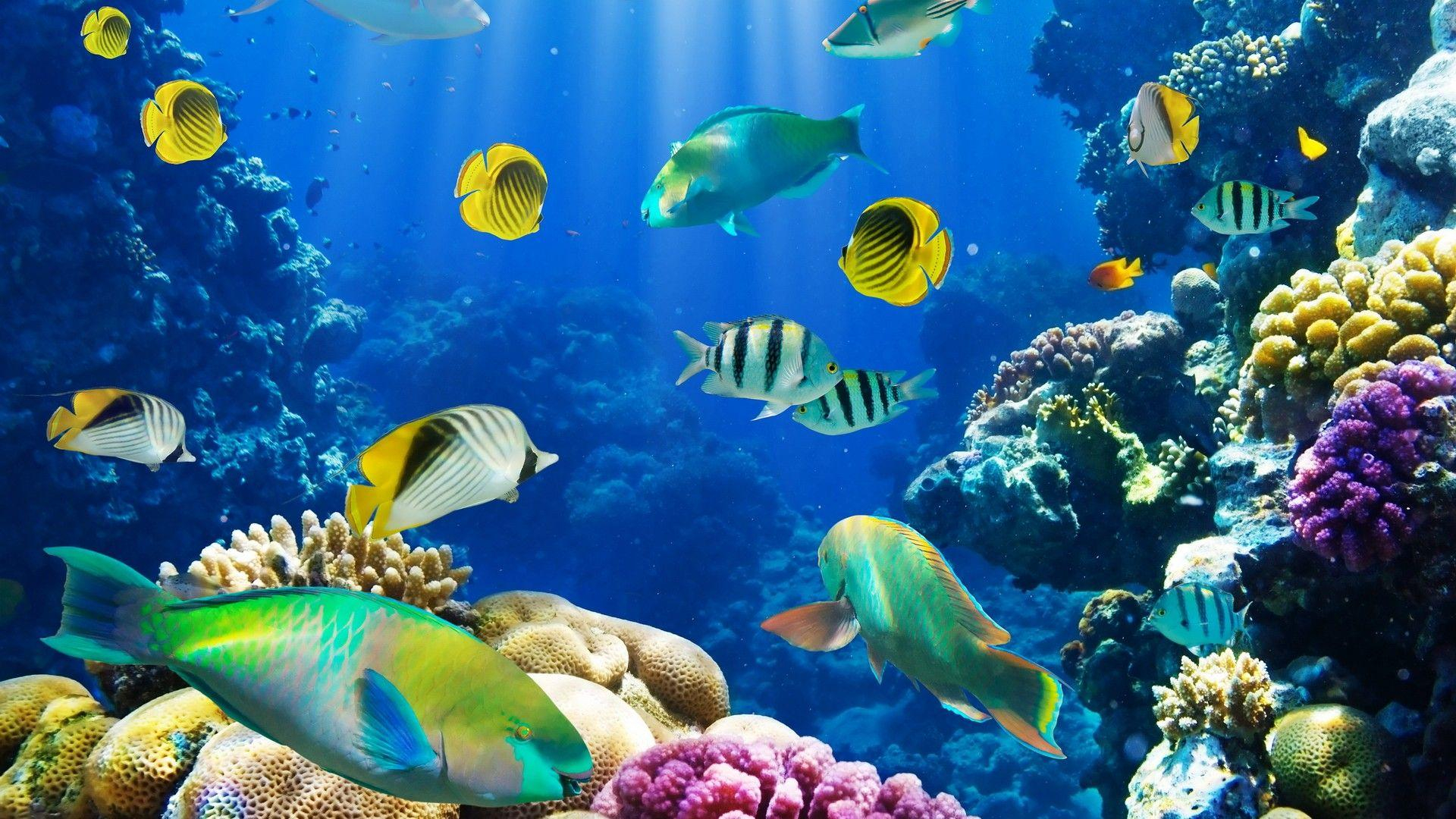 1920x1080 Sea Life Desktop Wallpapers Top Free Sea Life Desktop Backgrounds