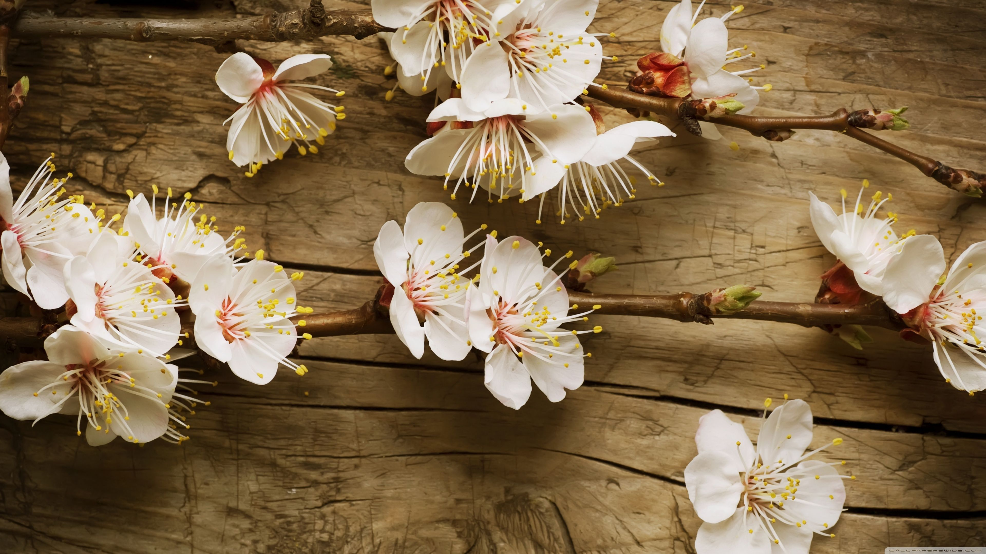3840x2160 Rustic Spring Wallpapers Top Free Rustic Spring Backgrounds