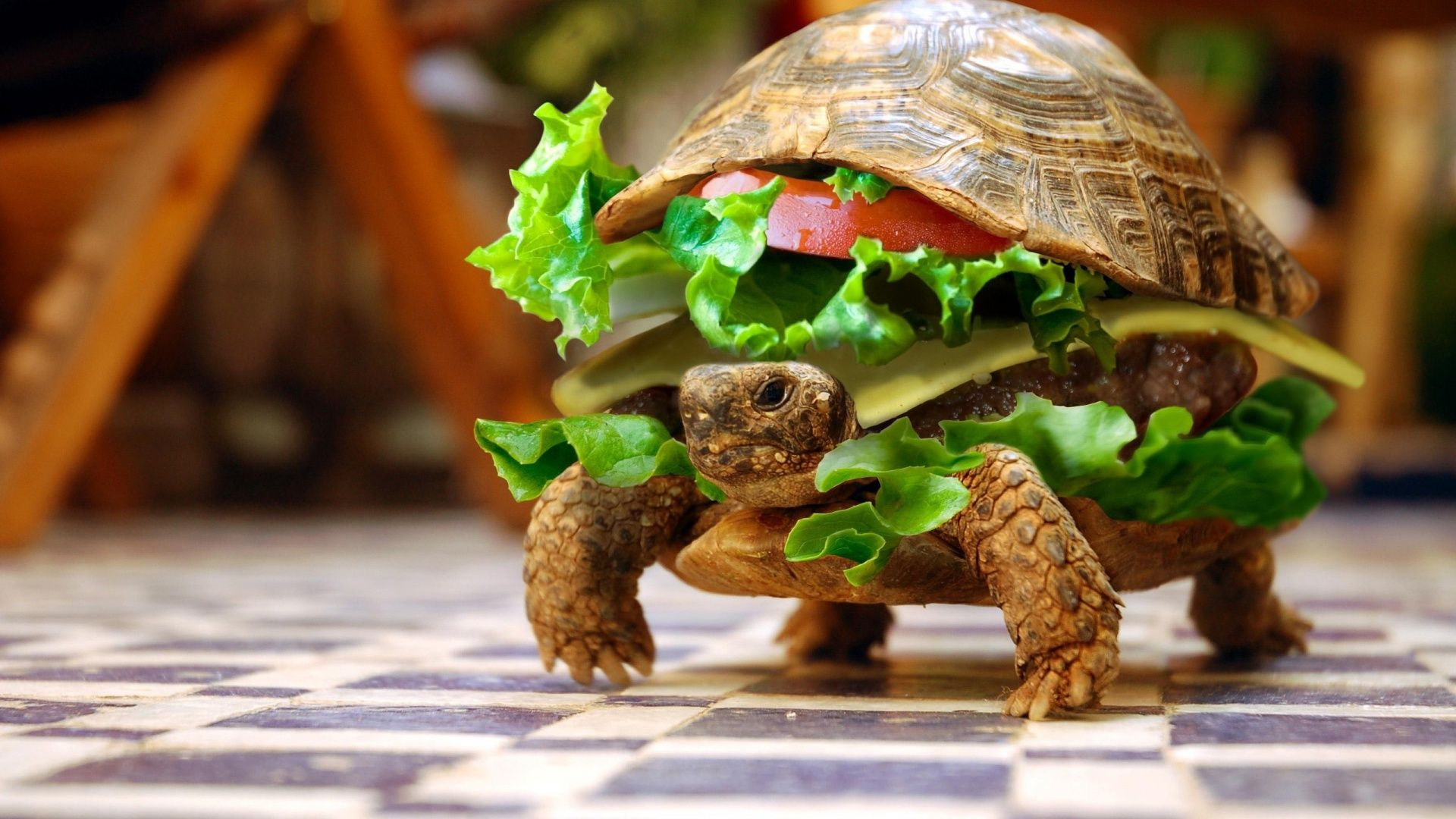 1920x1080 Funny Turtle Wallpapers Top Free Funny Turtle Backgrounds
