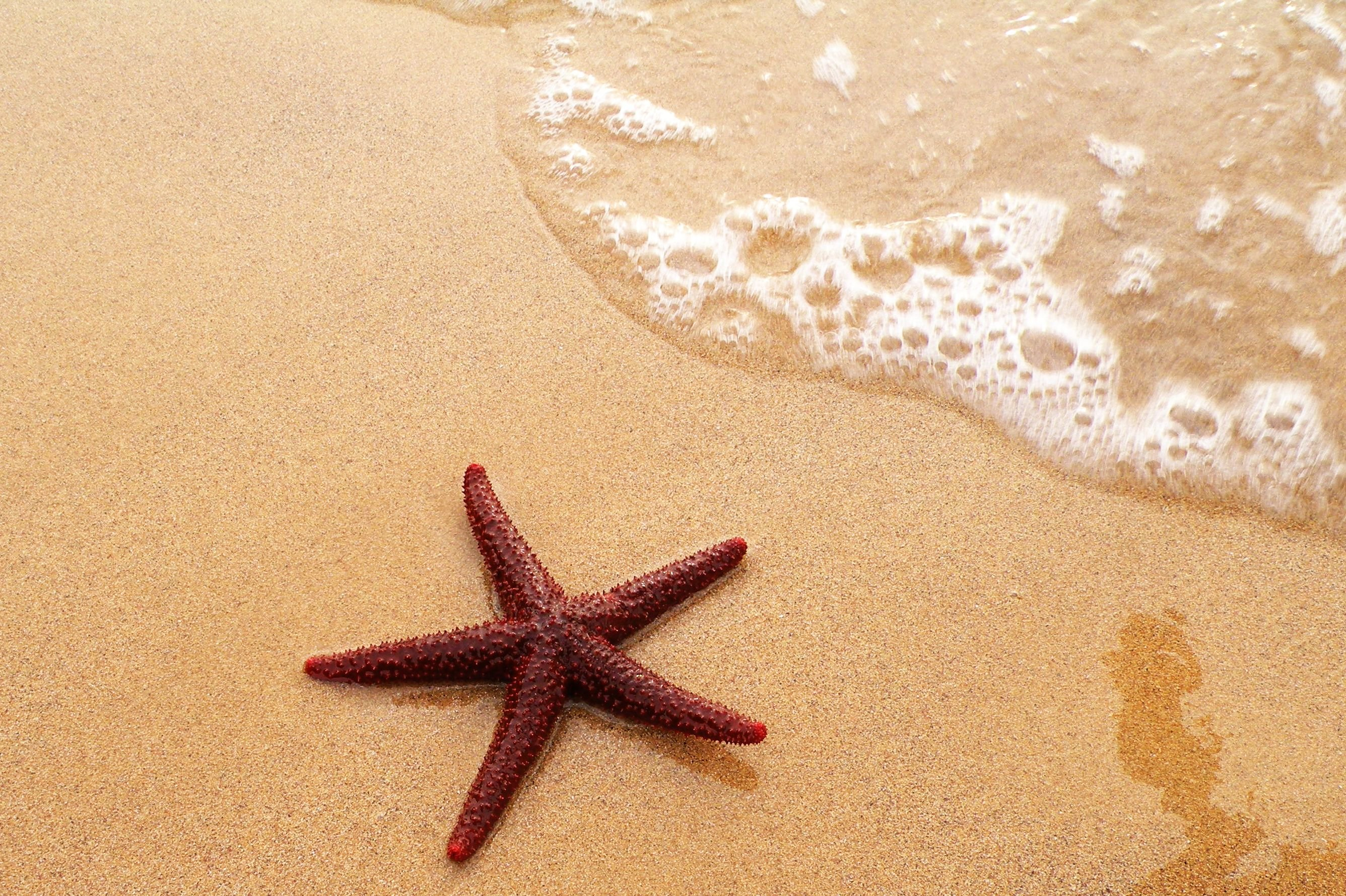 2672x1780 starfish, Ocean, Sea, Sealife, Fish, Bokeh Wallpapers HD / Desktop and Mobile Backgrounds