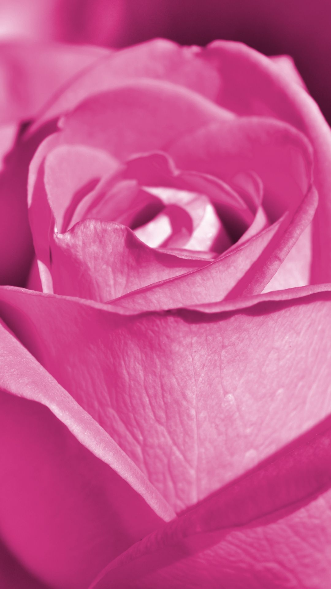 1080x1920 Pink rose, close up, bloom Wallpaper | Purple roses wallpaper, Best flowers images, Beautiful flowers wallpapers