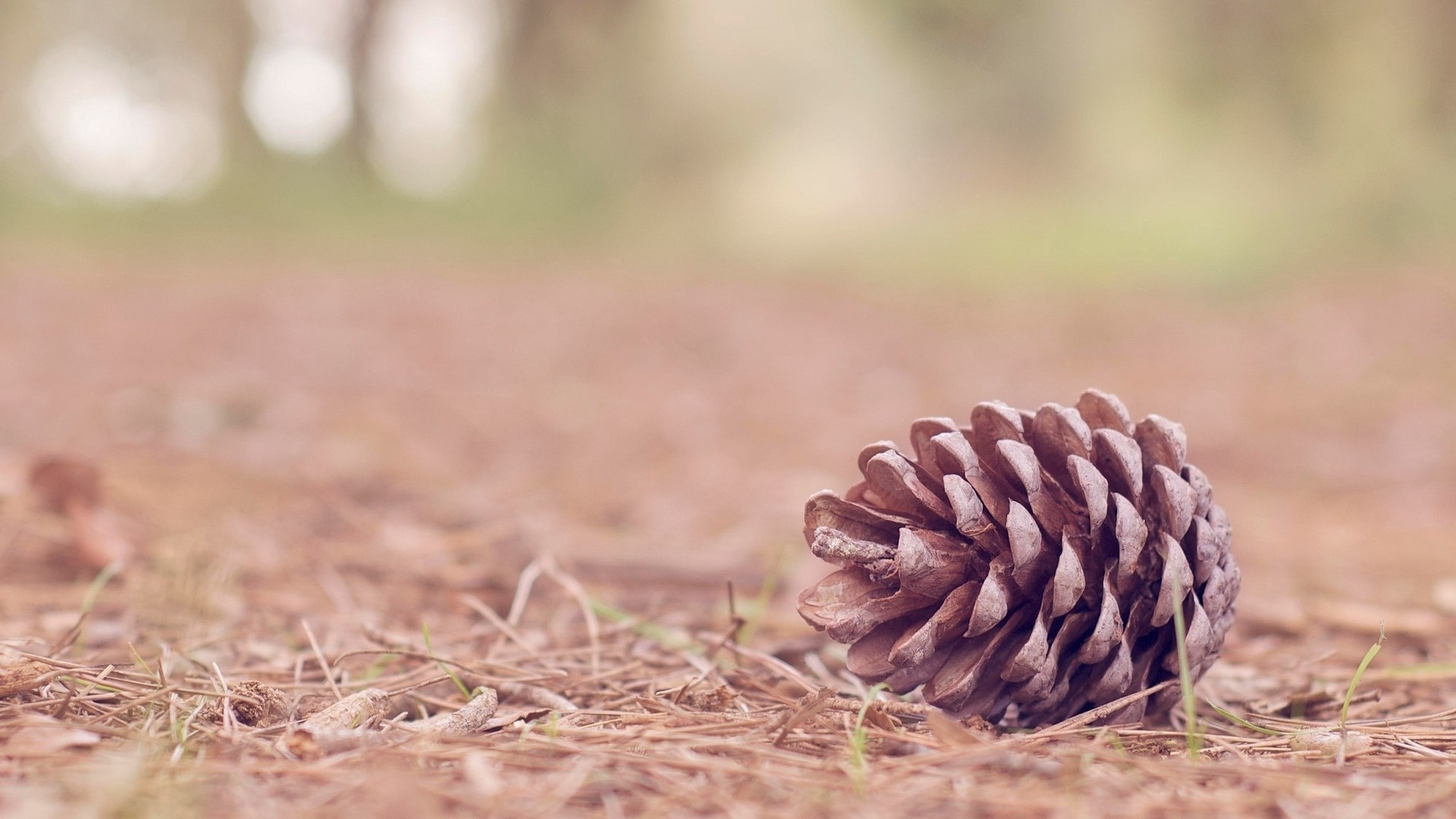 1920x1080 26 Pine Cone Wallpapers Wallpaperboat