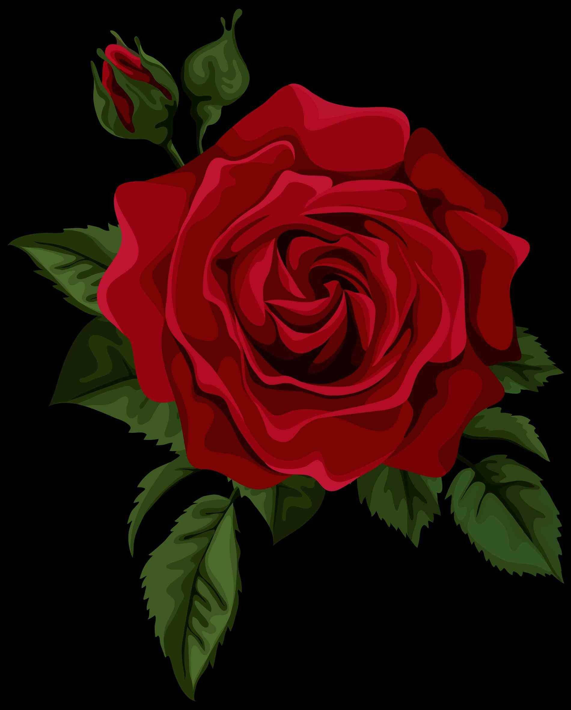 1900x2361 Download Rose Wallpaper