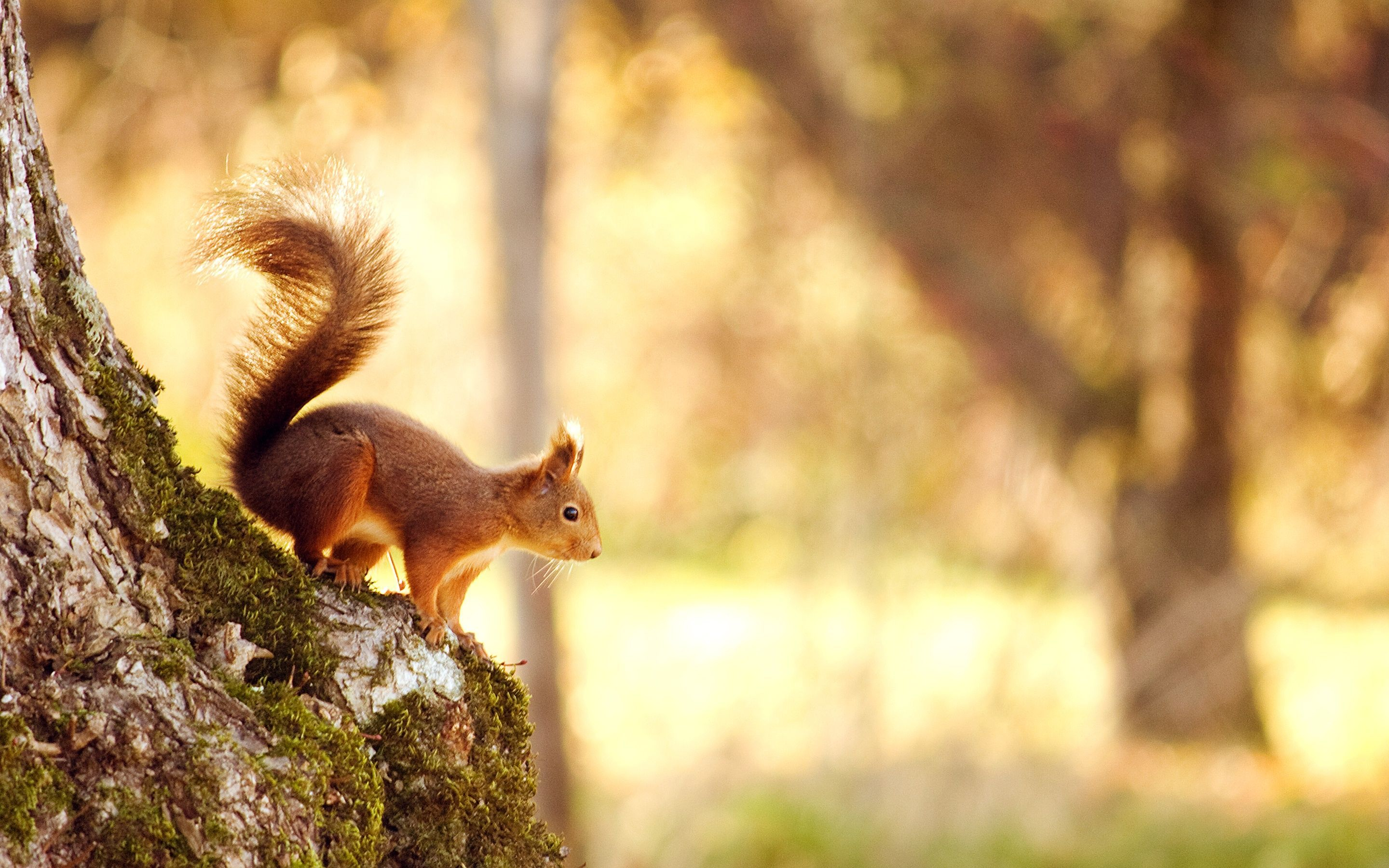 2880x1800 Autumn Squirrel Wallpapers