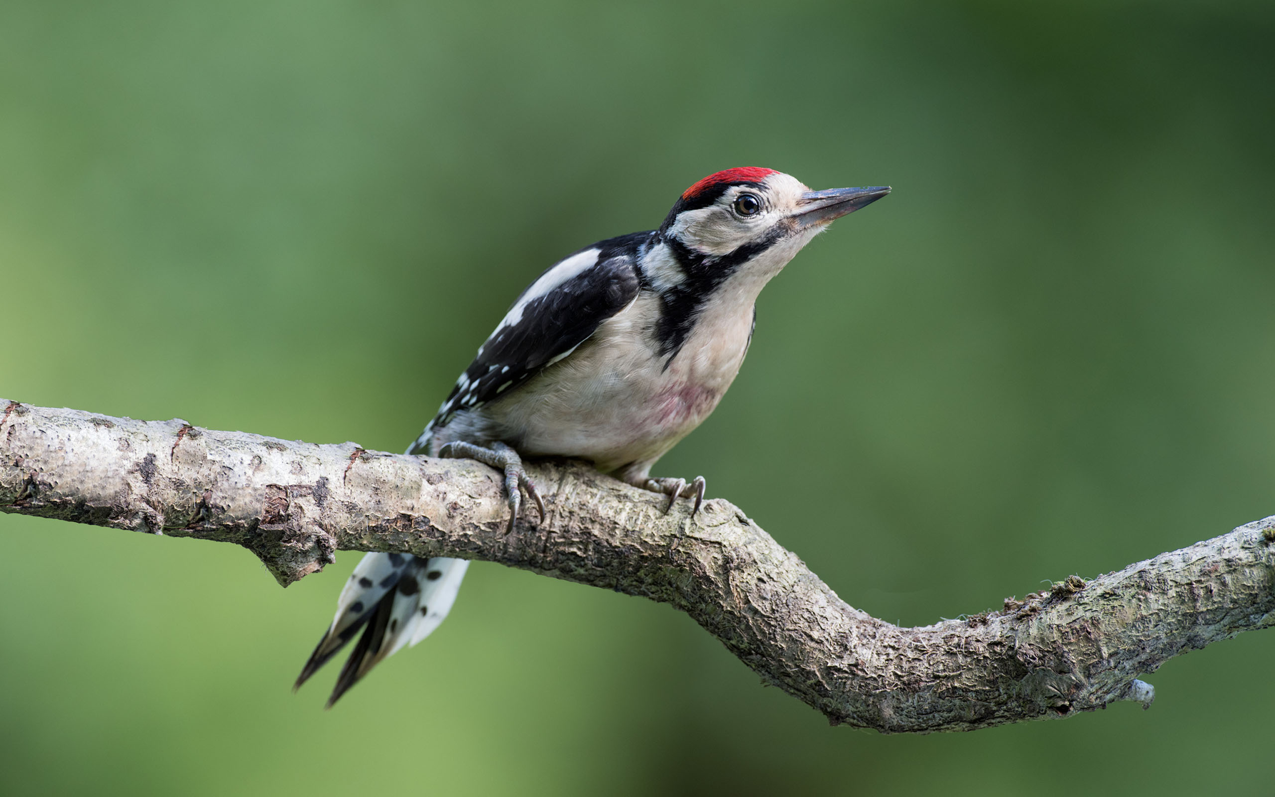 2560x1600 Greater Spotted Woodpecker Hd Wallpaper :