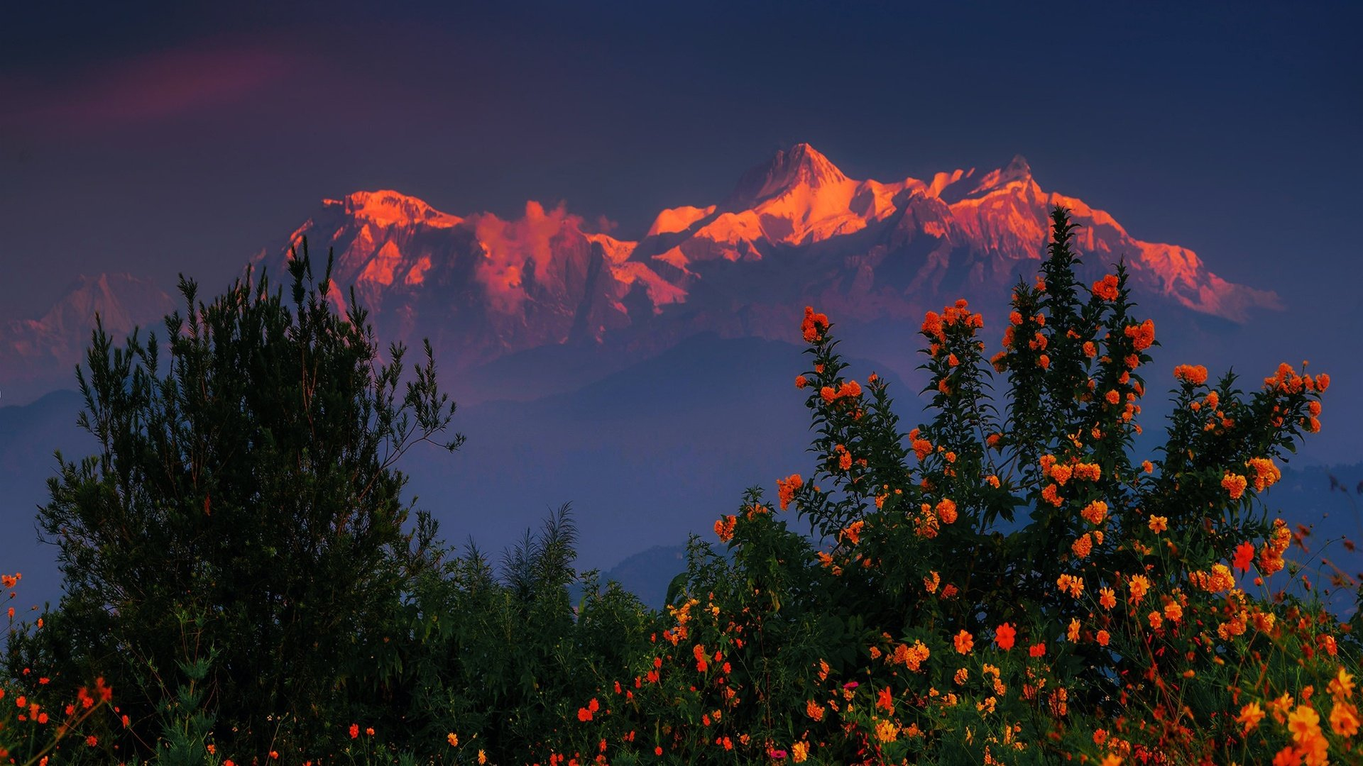 1920x1080 flowers mountains sunset bushes himalayas nepal flower KDE Store