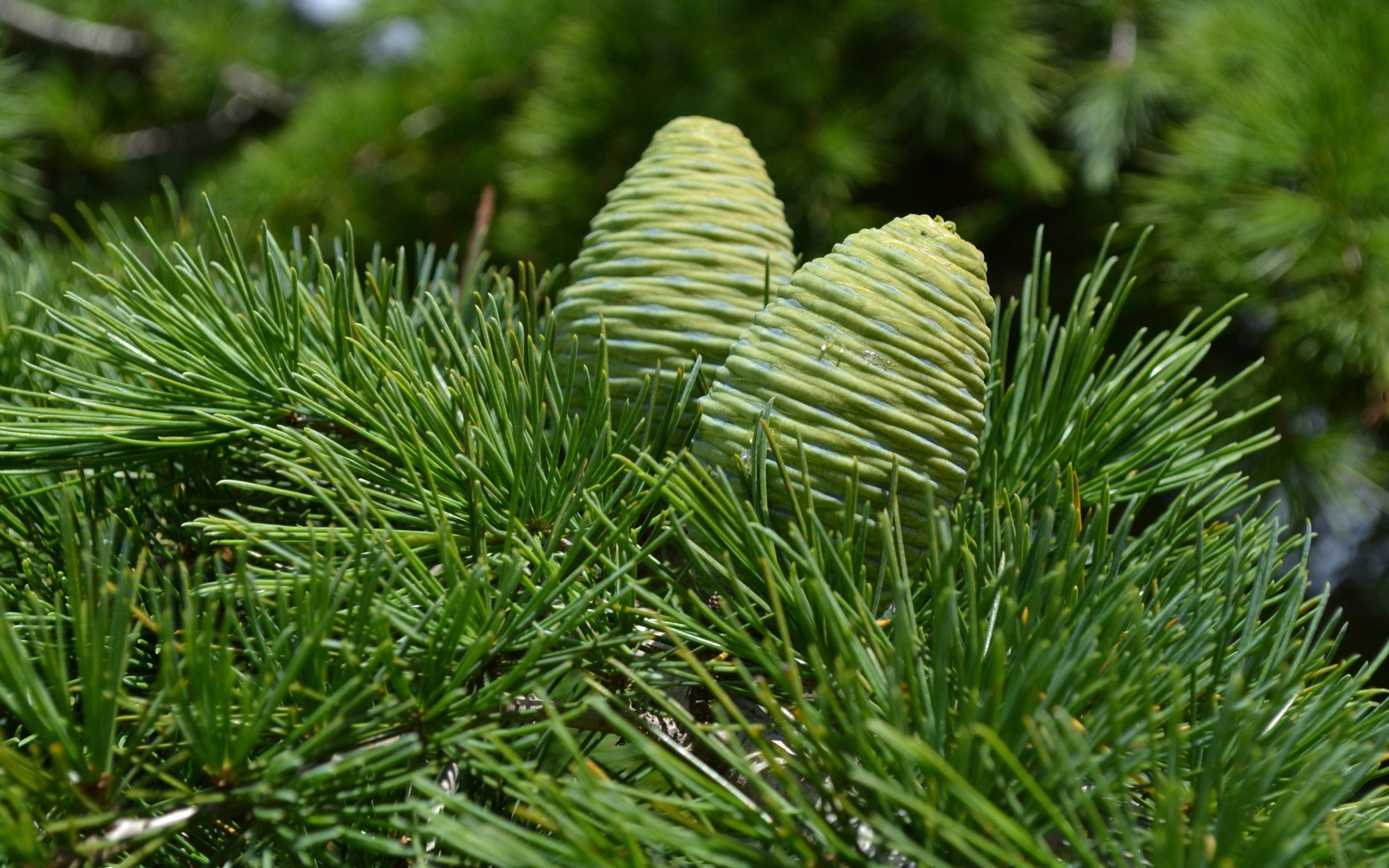 2560x1600 20+ Pine Cone HD Wallpapers and Backgrounds