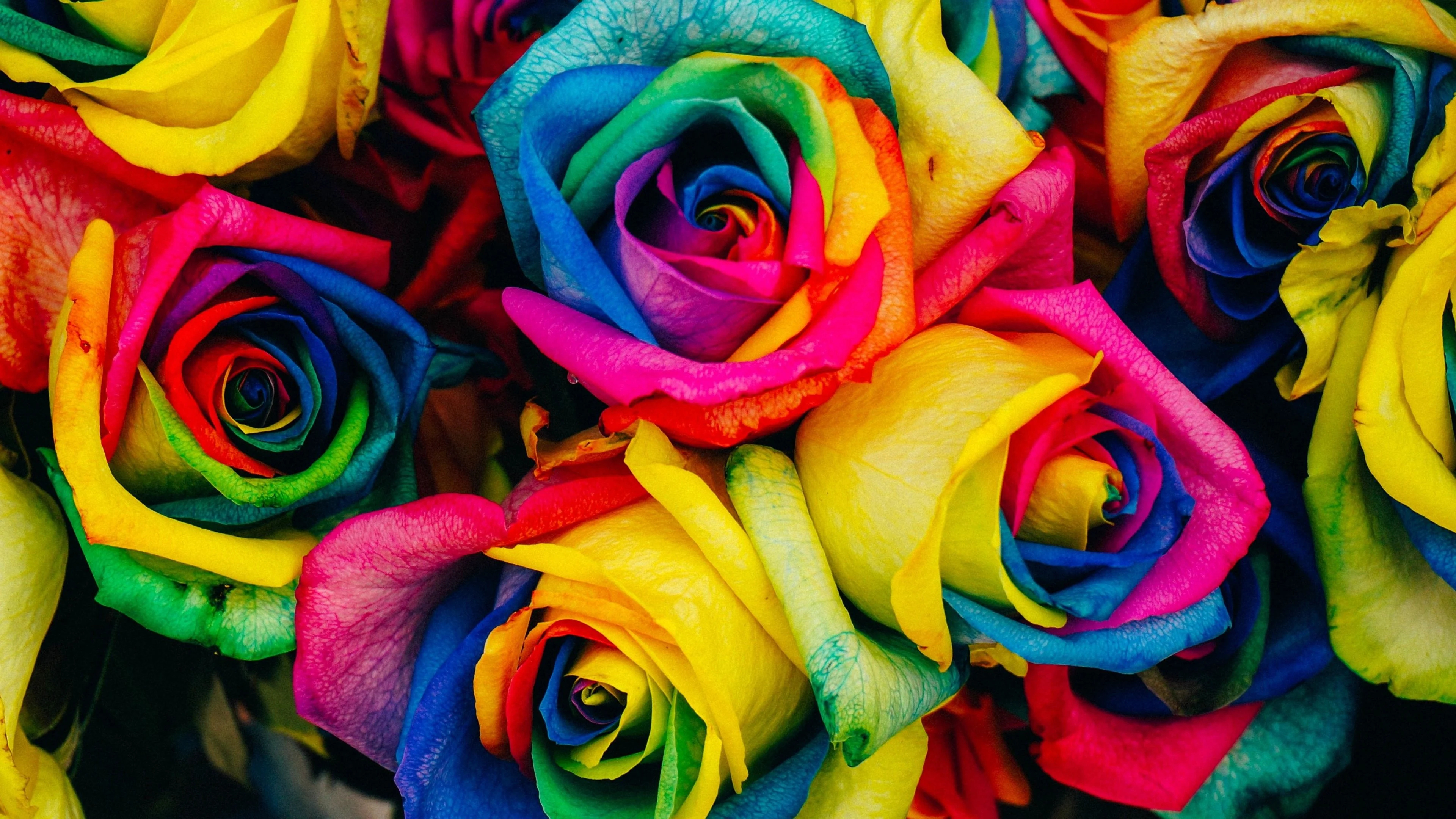 3840x2160 Colorful Roses Wallpapers Top Free Colorful Roses Backgrounds