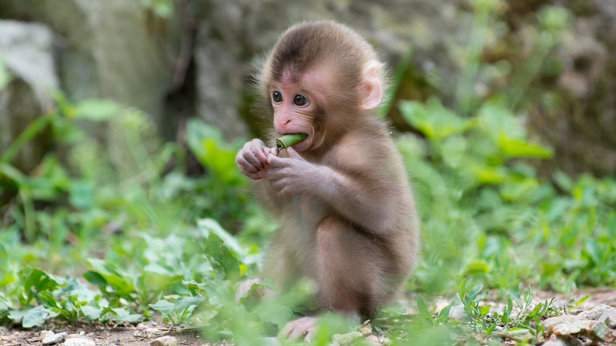 2048x1152 Cute Baby Monkey Wallpapers Top Free Cute Baby Monkey Backgrounds