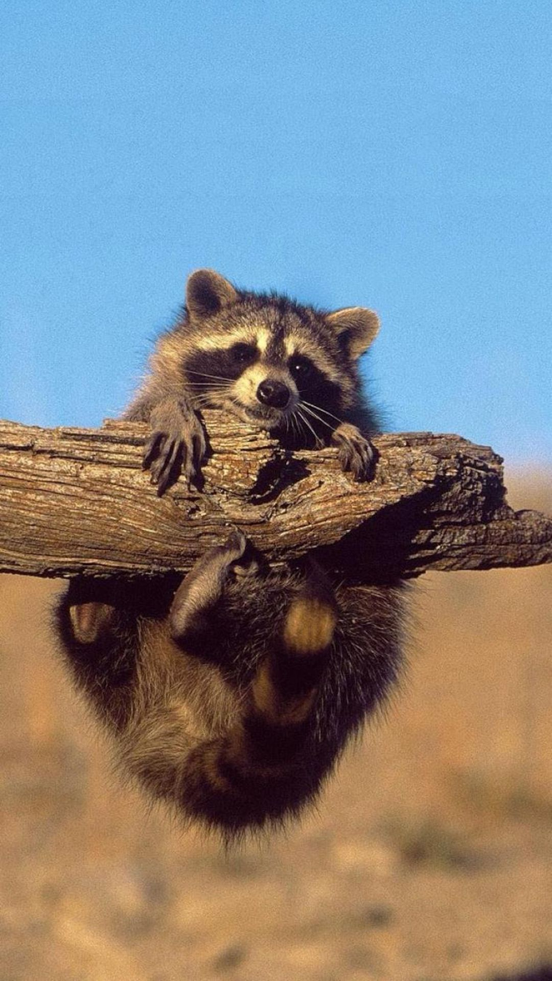 1080x1920 Cute Desert Leopard Cat Animal iPhone 6 wallpaper | Baby raccoon, Cute raccoon, Funny animals