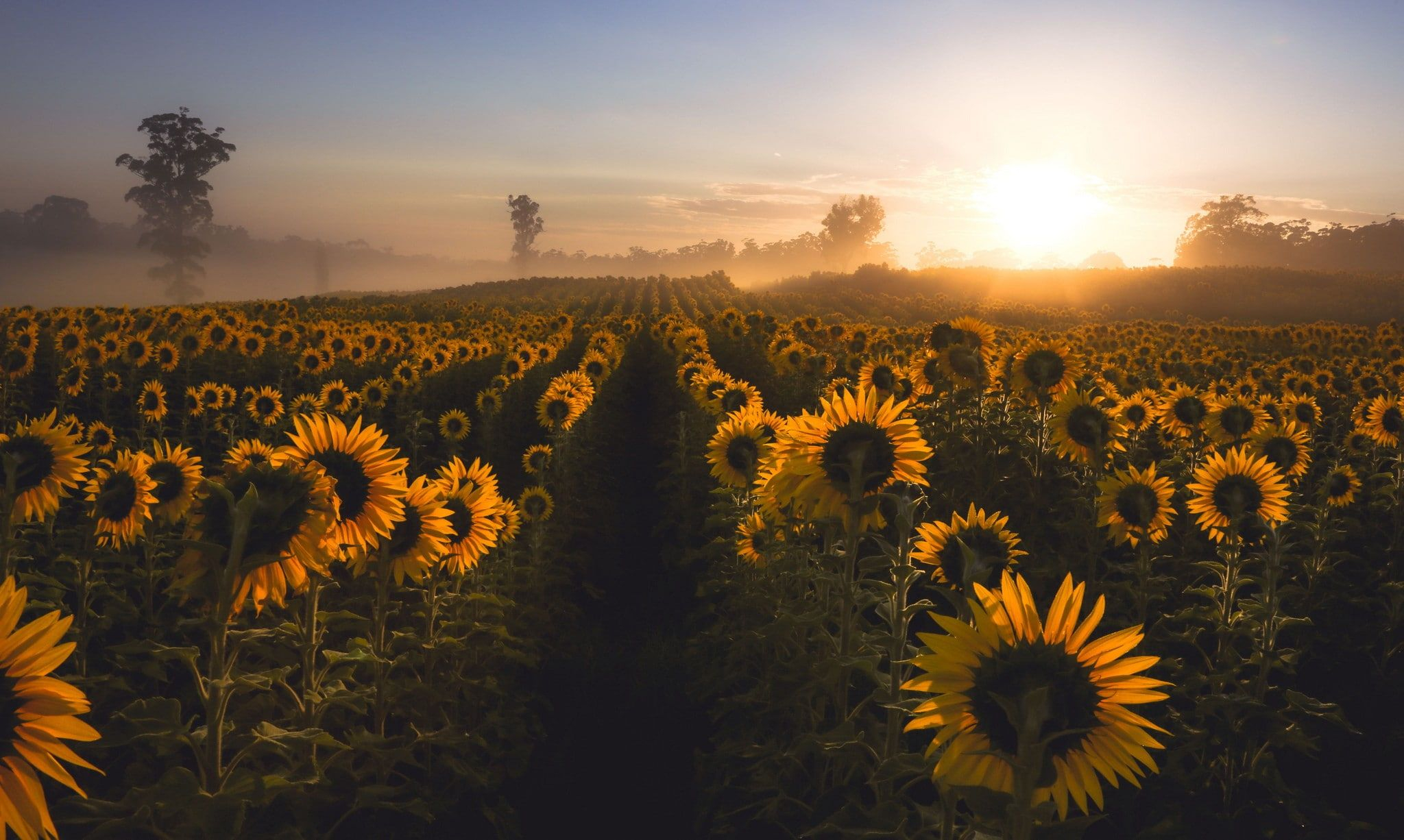 2048x1226 nature #sunflowers #mist #field #flowers #1080P #wallpaper #hdwallpaper #desktop | Sunrise wallpaper, Field wallpaper, Sunrise images