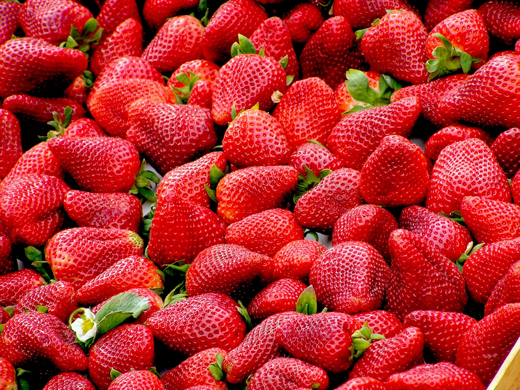 2048x1536 Strawberry Photos, Download Free Strawberry Stock Photos \u0026 HD Images