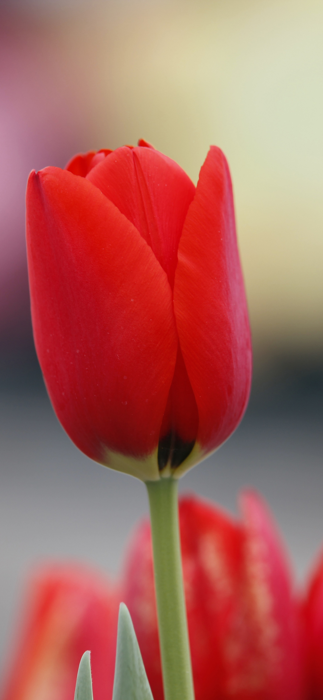 1125x2436 Download red tulip, flowers, bud wallpaper, iphone x, hd image, background, 939