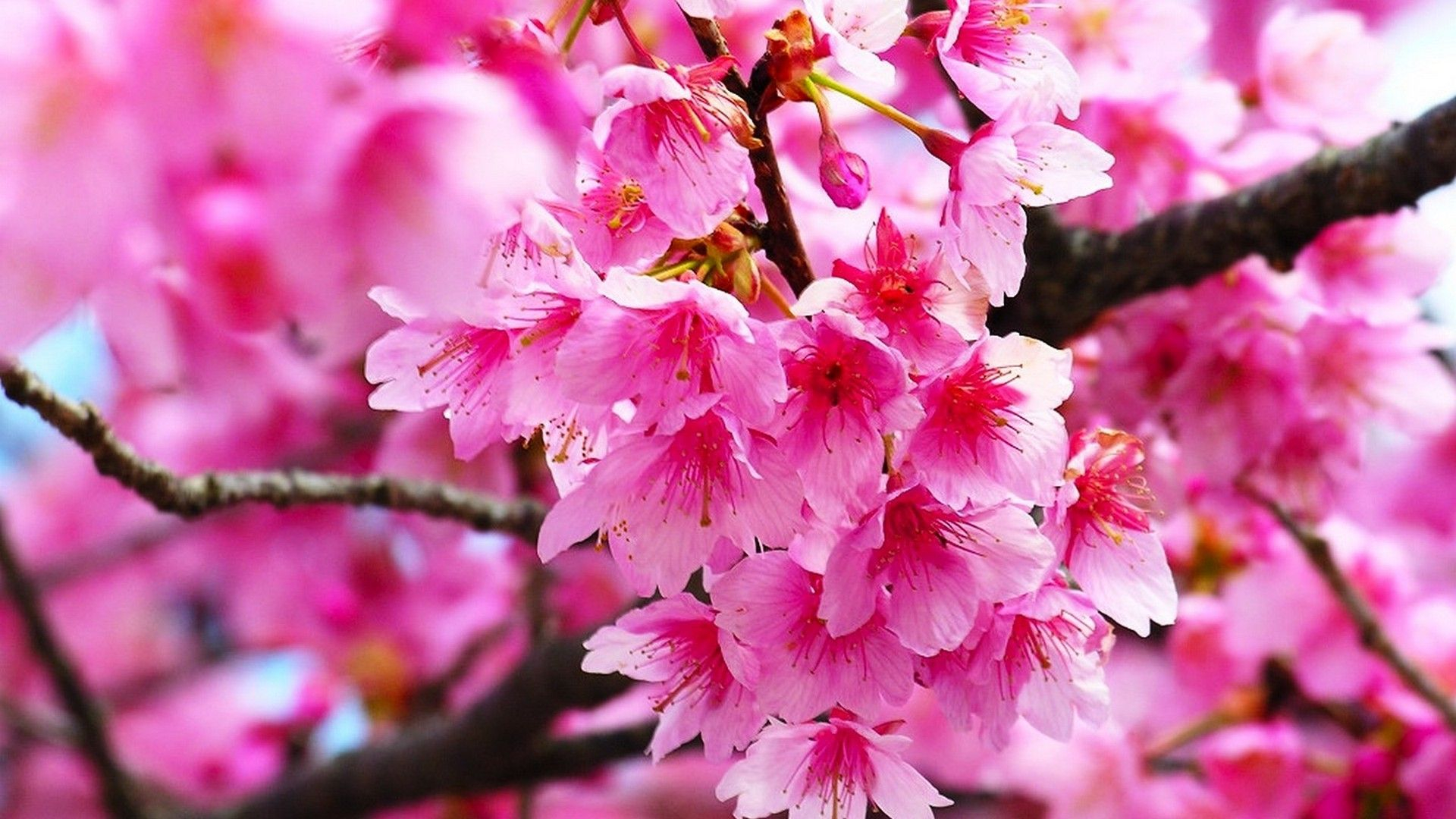 1920x1080 Pink Cherry Blossom Wallpaper HD | Best HD Wallpapers | Beautiful flowers wallpapers, Cherry blossom images, Cherry blossom wallpaper
