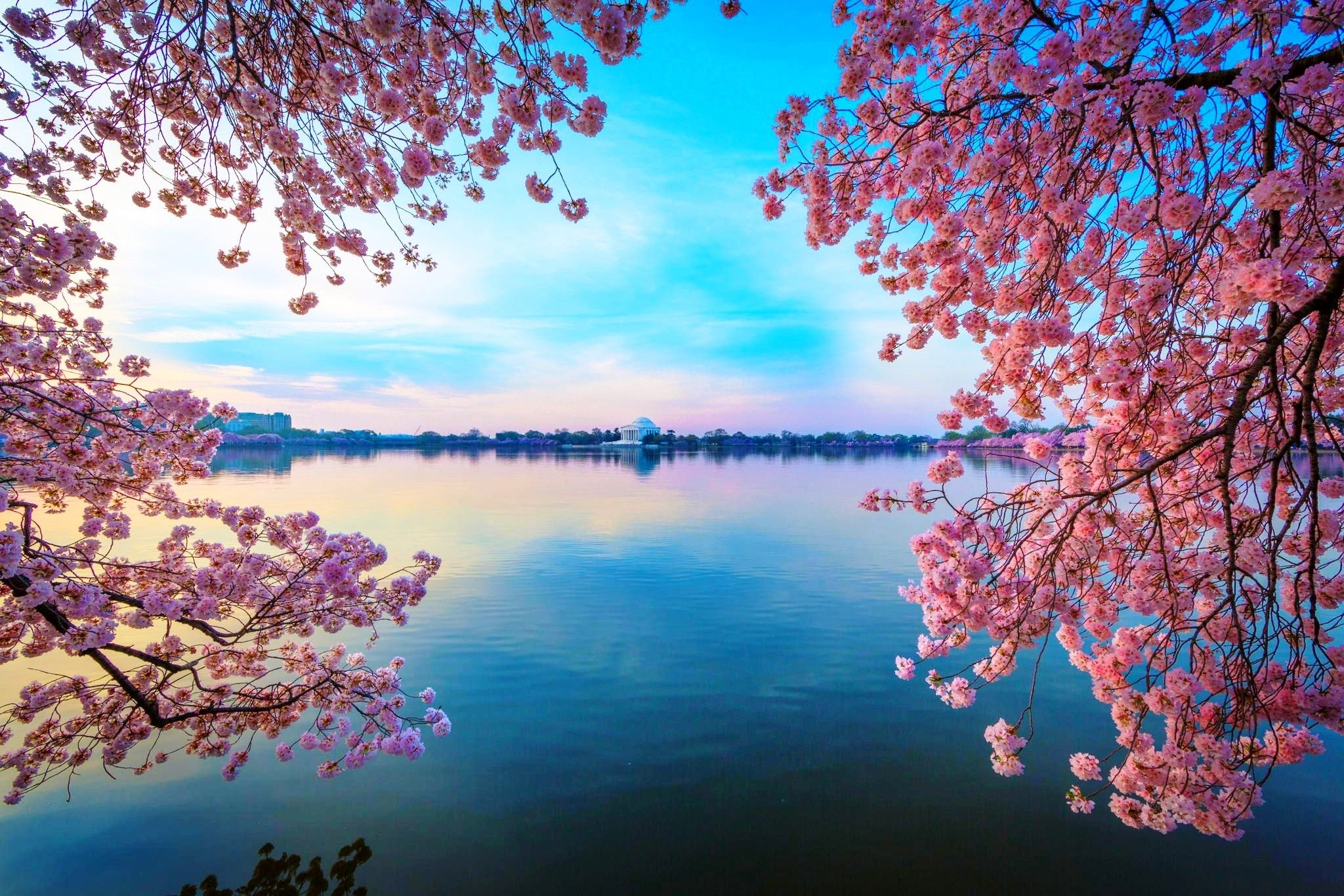2048x1365 Water Cherry Blossom Wallpapers Top Free Water Cherry Blossom Backgrounds