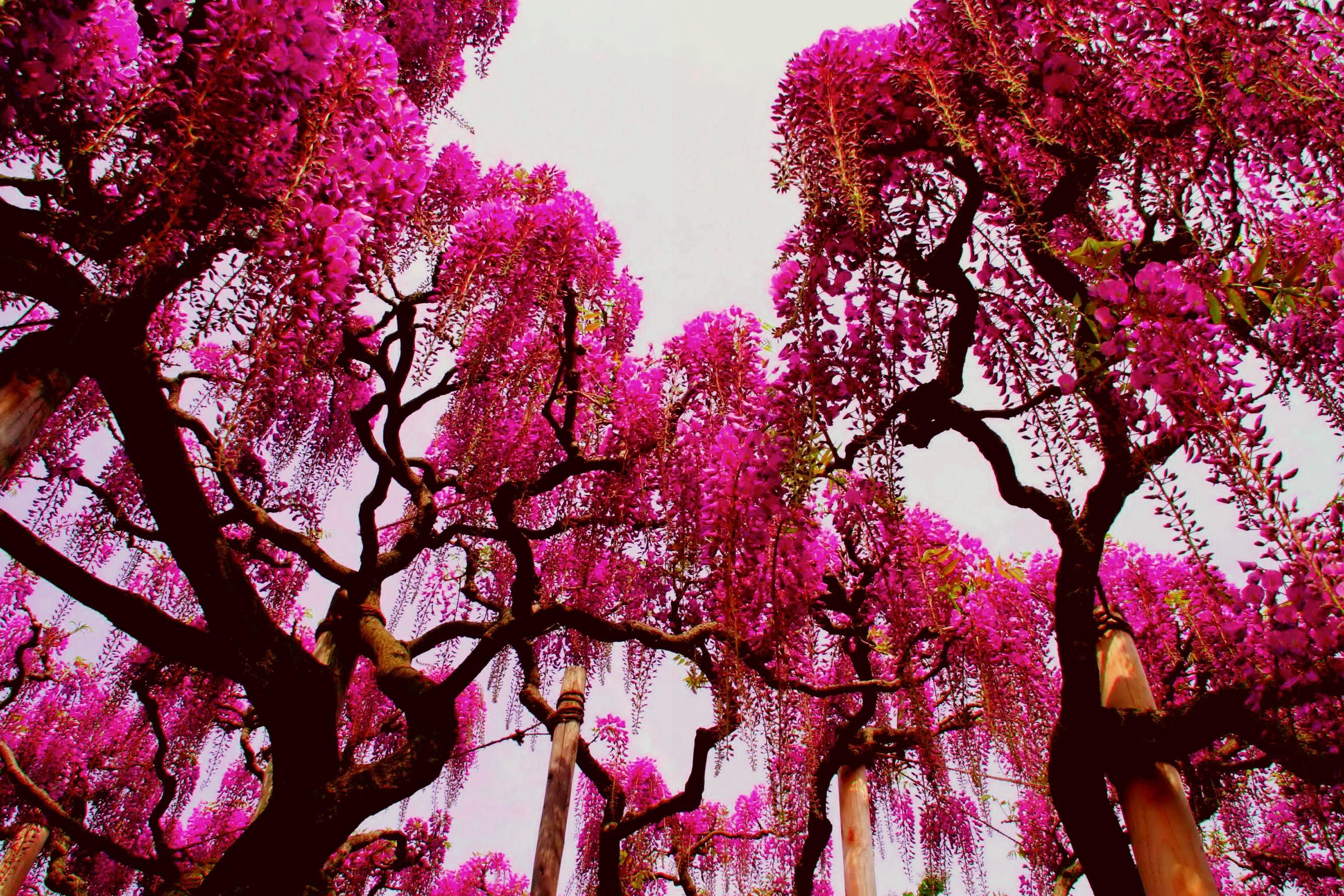 2592x1728 Pink Nature Wisteria Tree Wallpaper HD Best Wallpaper HD | Wisteria tree, Pink nature, Wisteria