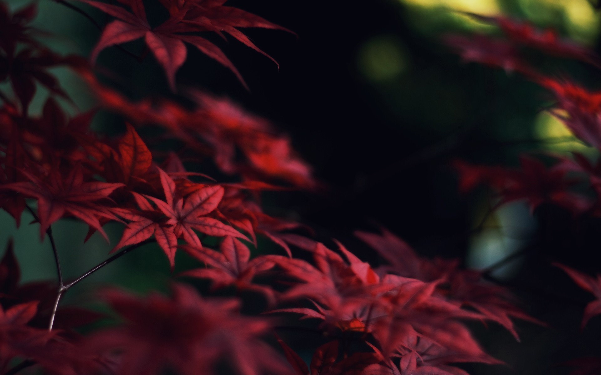 1920x1200 Red Leaves Wallpaper (71+ pictures