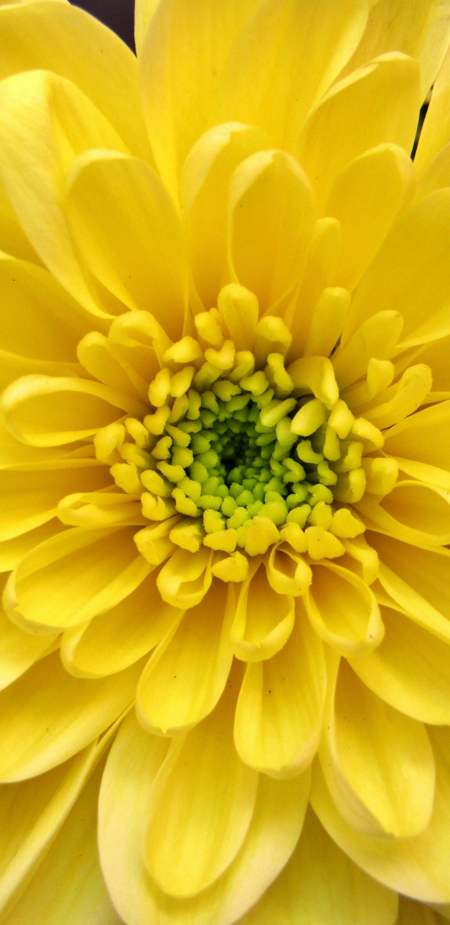 1440x2960 Dahlia, yellow, close up wallpaper | Beautiful flowers pictures, Dahlia, Yellow flowers