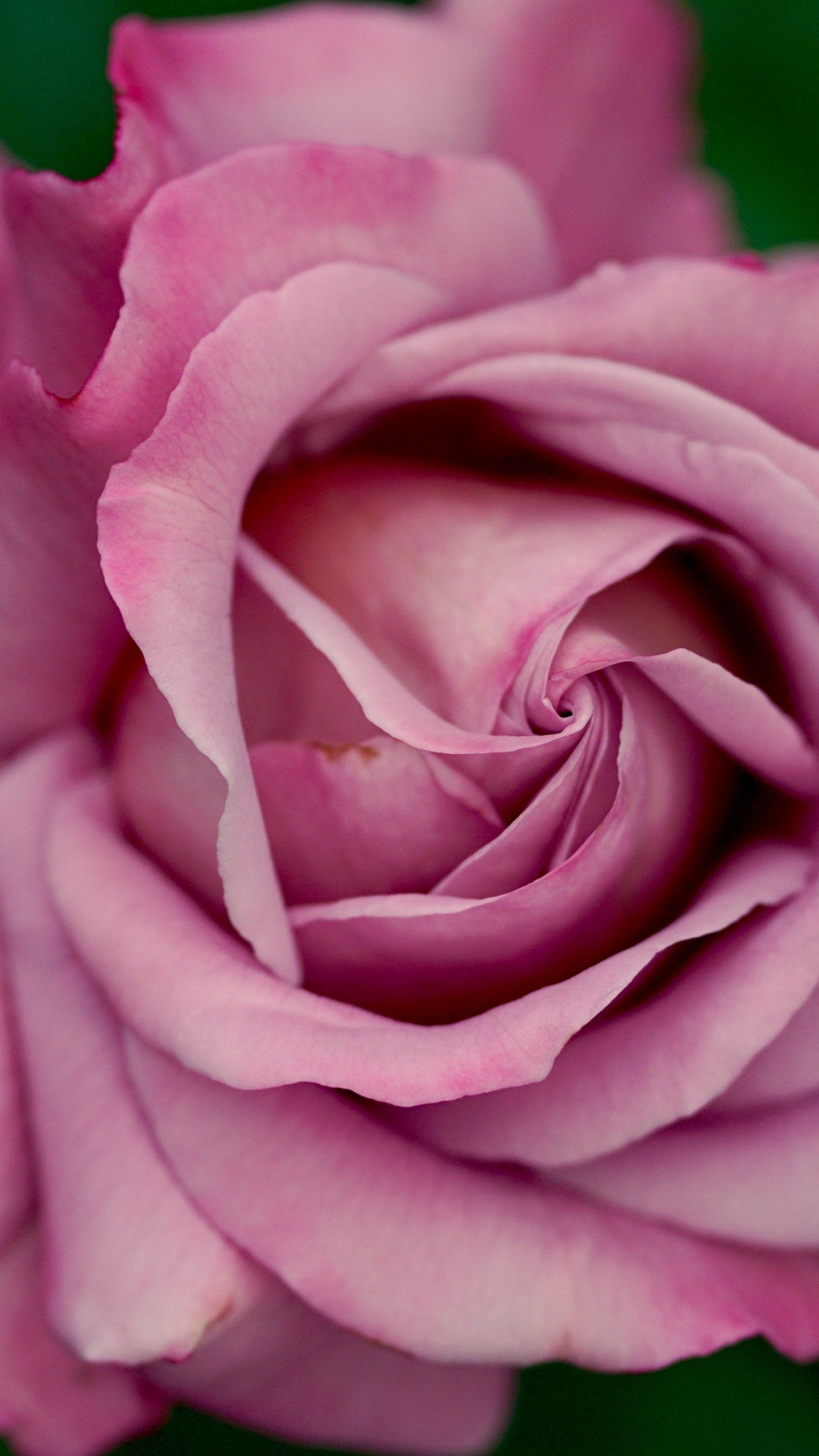 1440x2560 Dusty Pink Rose Wallpaper iPhone, Android \u0026 Desktop Backgrounds | Rose wallpaper, Flower wallpaper, Summer fragrance