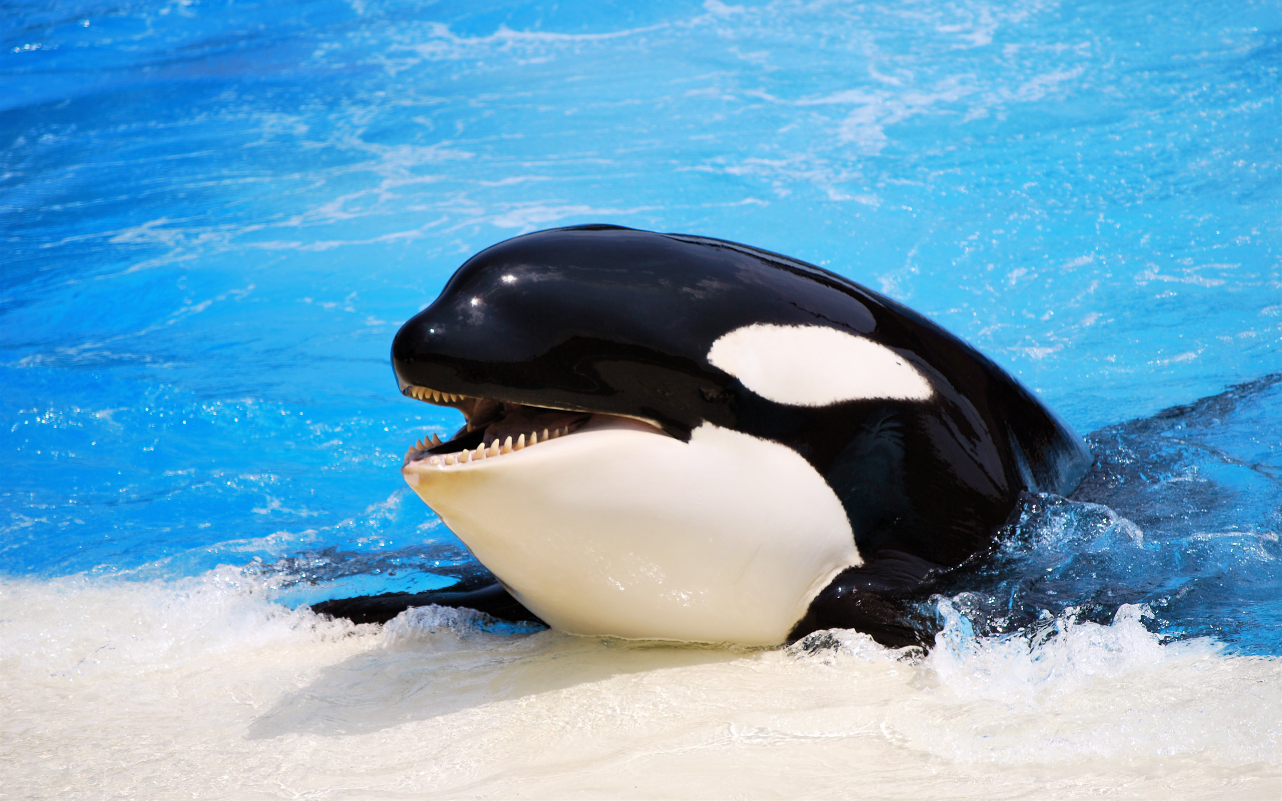 2560x1600 20+ Orca HD Wallpapers and Backgrounds