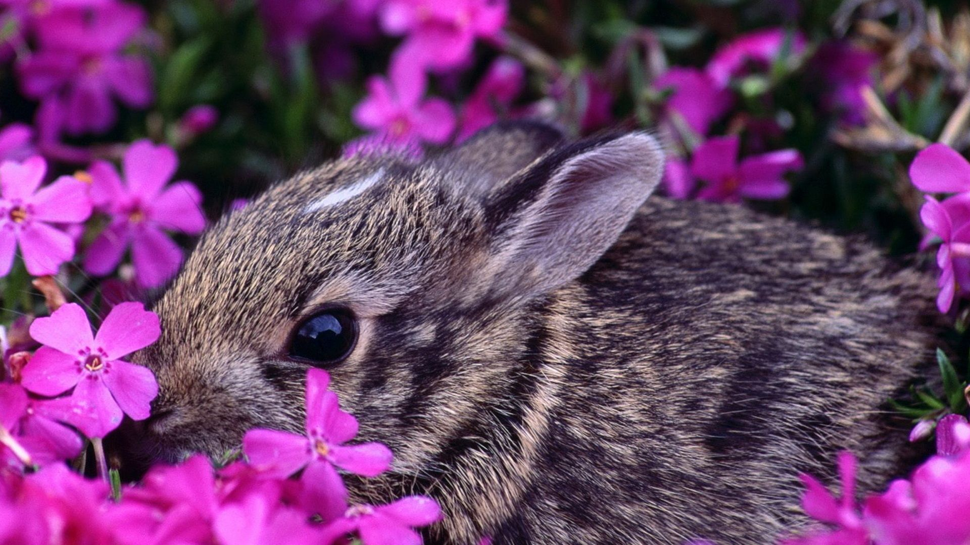 1920x1080 Spring Animals | Wallpaper rabbit, purple flowers, animals, large / animals | Rabbit wallpaper, Cute animals, Animals