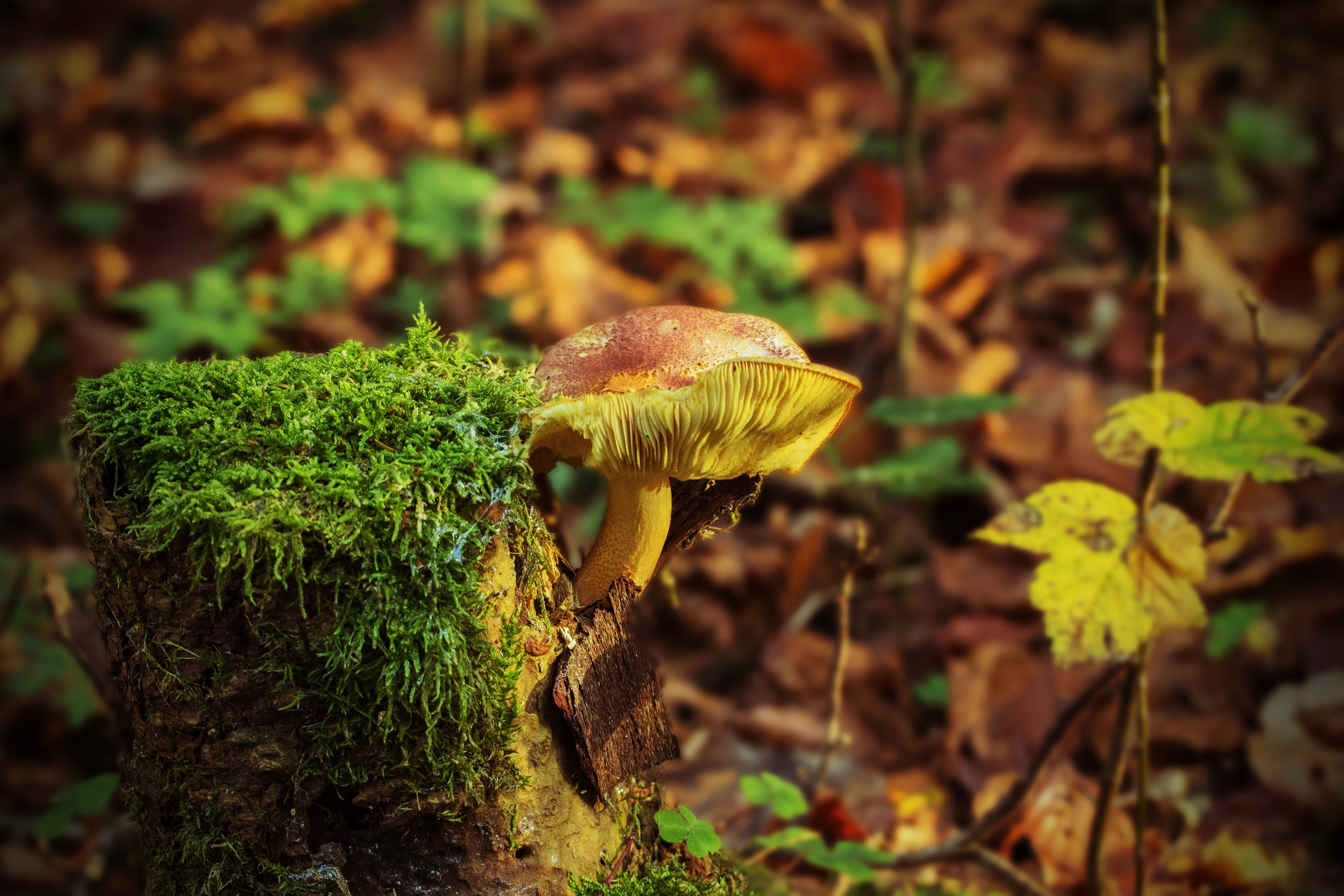 3000x2000 Mushroom Forest Photos, Download Free Mushroom Forest Stock Photos \u0026 HD Images