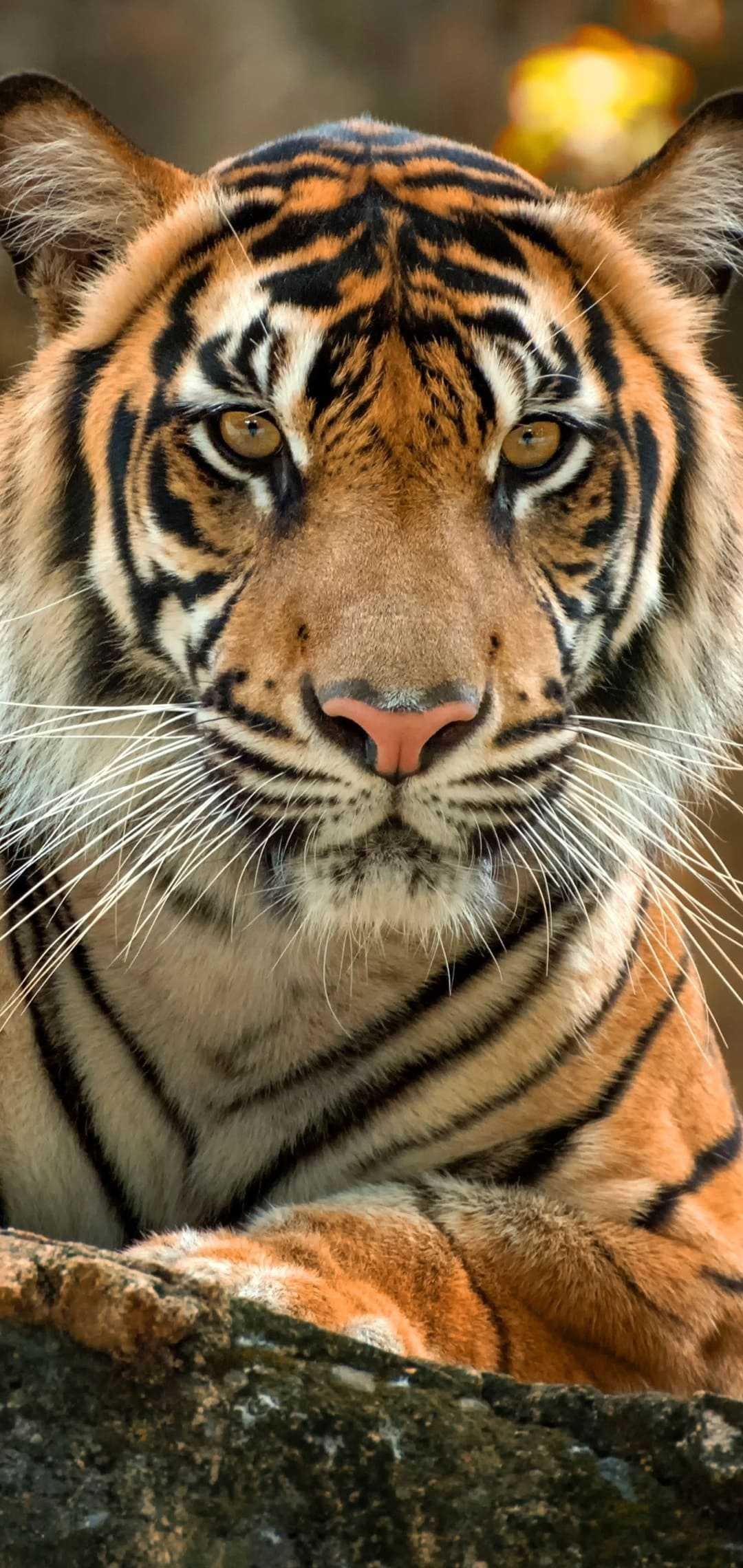 1080x2280 HD Tiger Wallpaper
