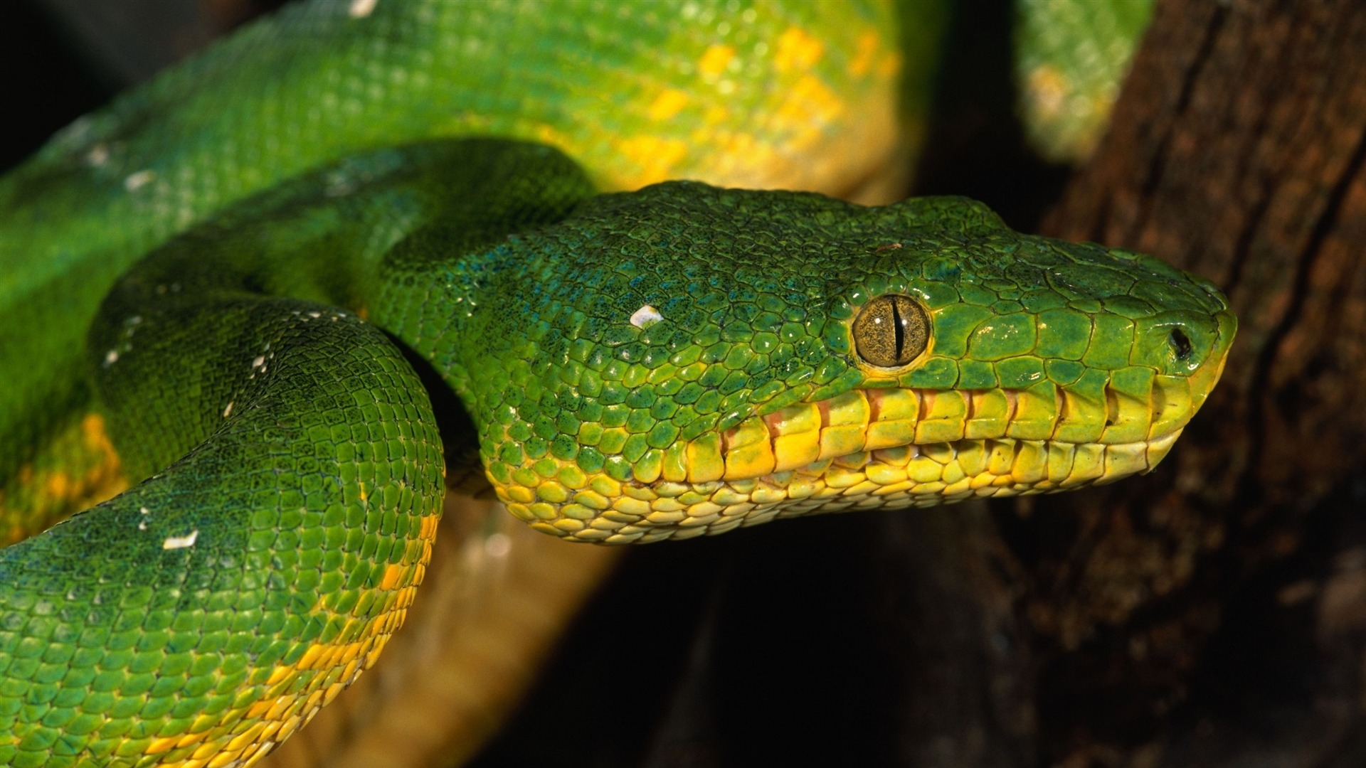 1920x1080 Green color snake eyes KDE Store