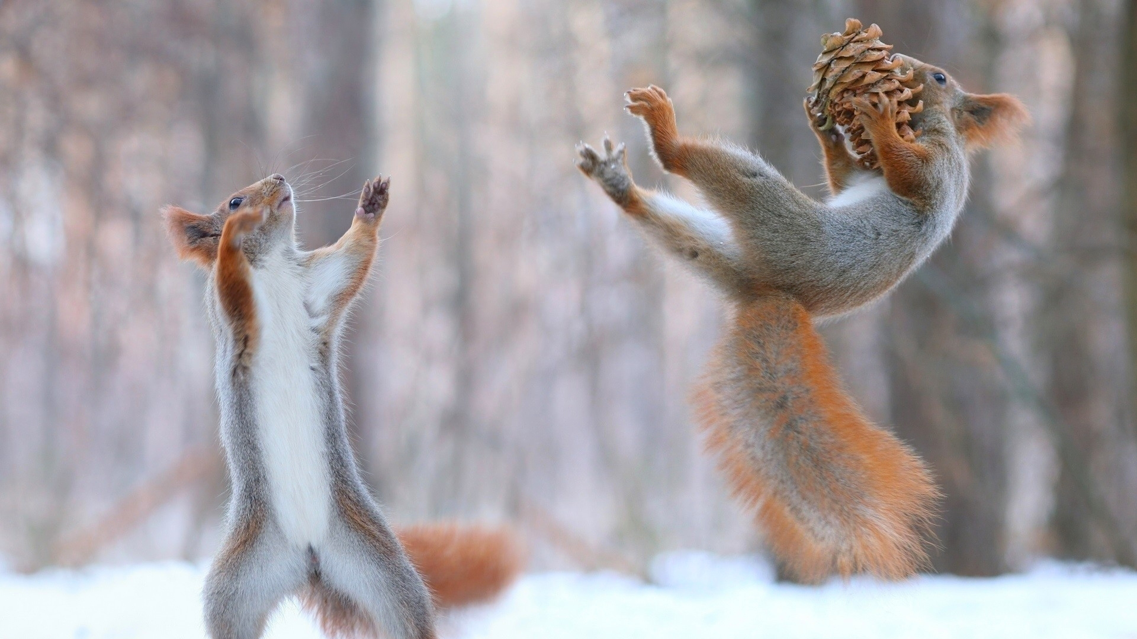 3840x2160 Squirrels Having Fun In Snow, HD Funny, 4k Wallpapers, Images, Backgrounds, Photos and Pictures