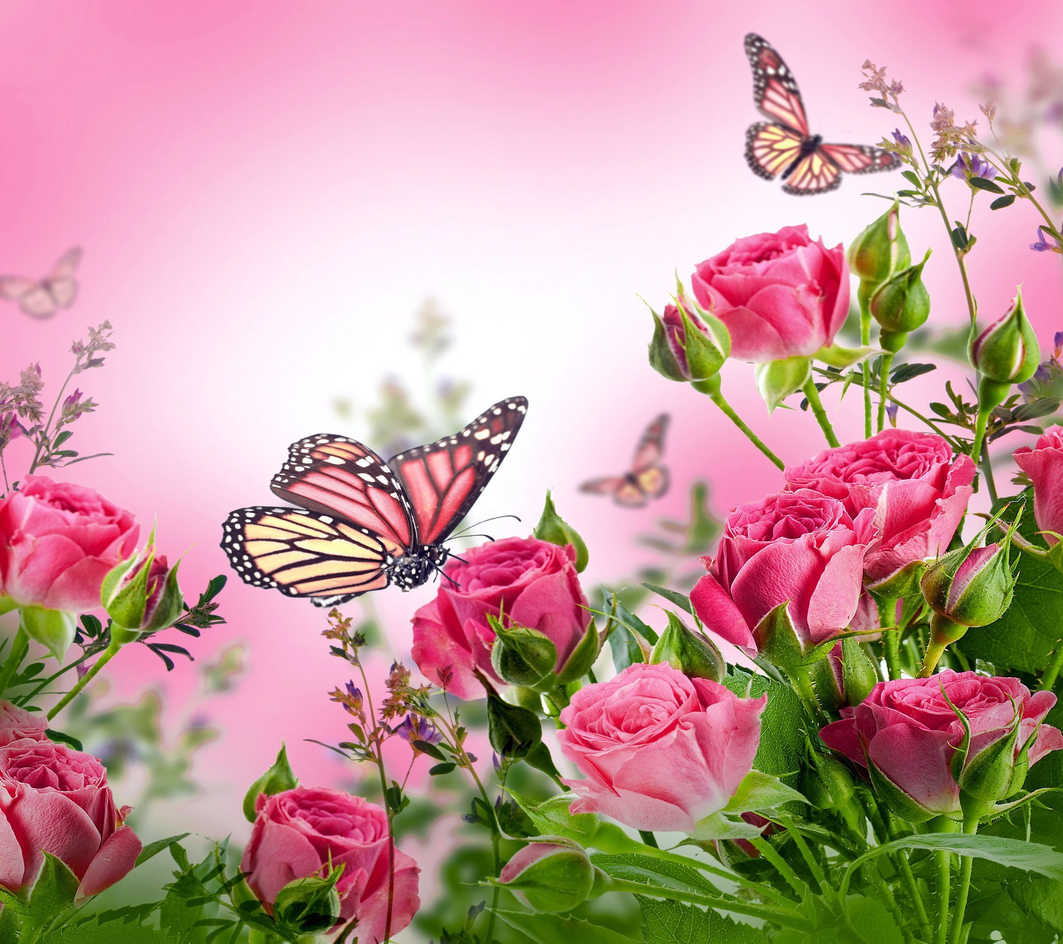2160x1920 butterfly desktop backgrounds Collection (64+) | Pink flowers wallpaper, Pink wallpaper backgrounds, Butterfly wallpaper backgrounds