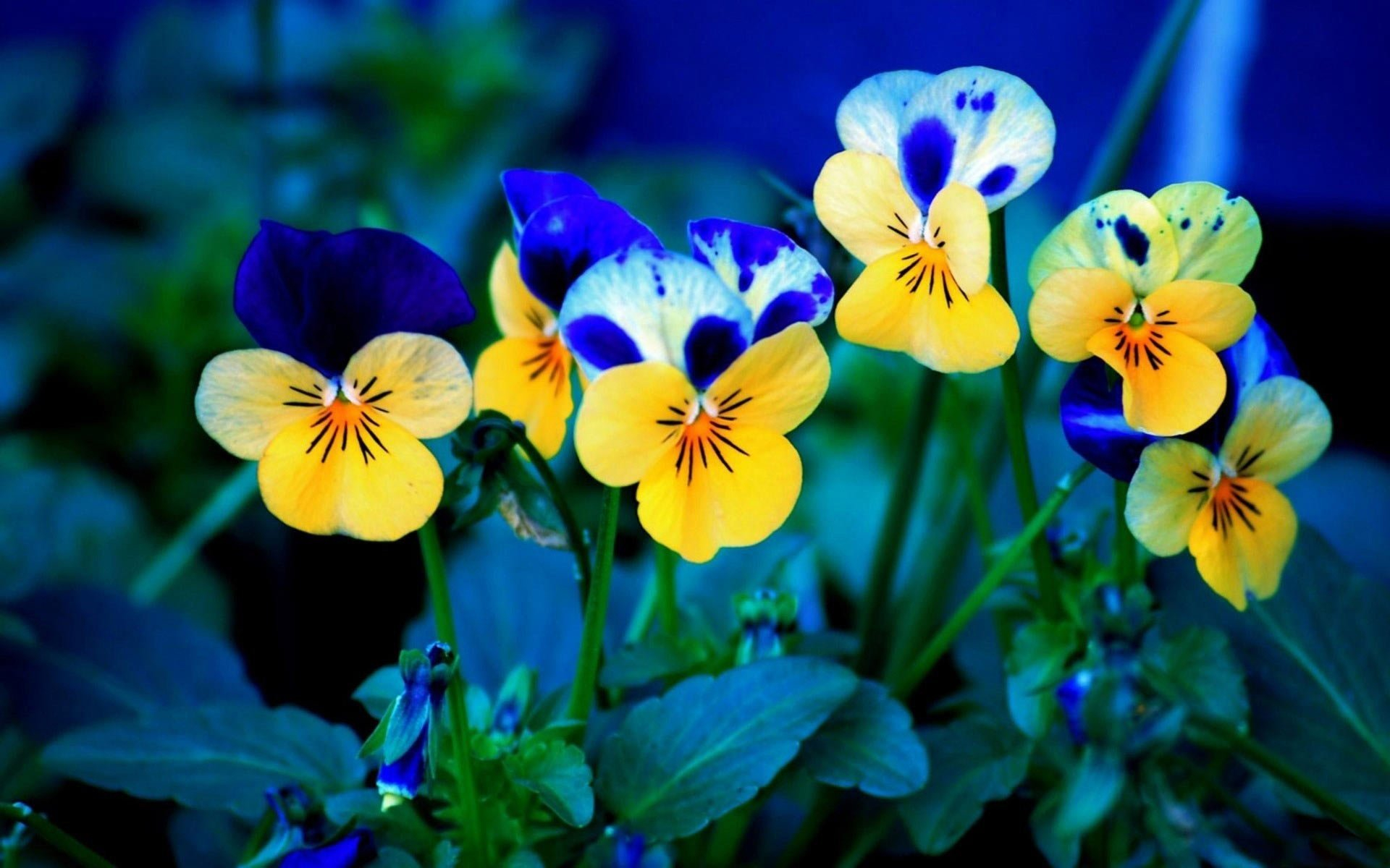 1920x1200 Pansies Wallpapers Top Free Pansies Backgrounds