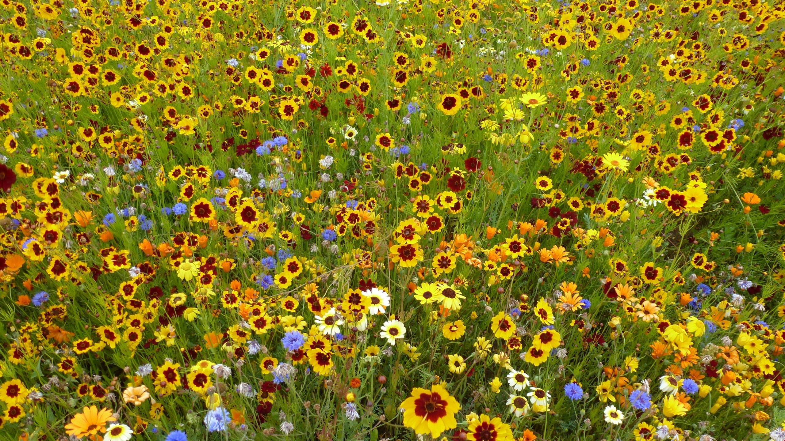 2560x1440 White And Yellow Meadow Wildflowers Wallpapers