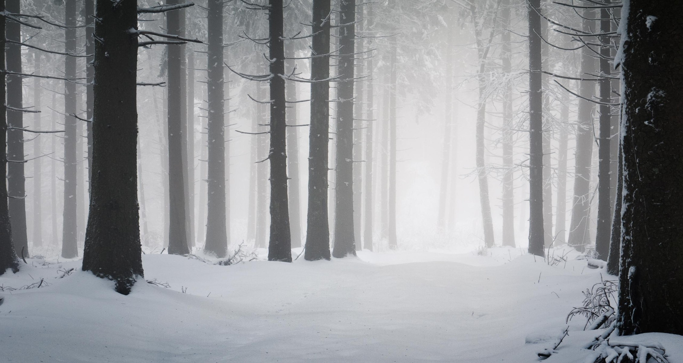 2260x1200 Snowy Forest Wallpaper (70+ pictures